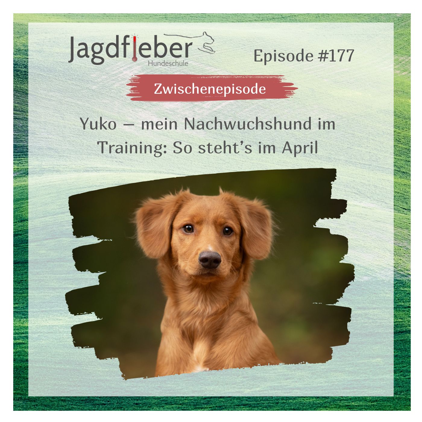 P177: Yuko – mein Nachwuchshund im Training: So steht’s im April episode artwork
