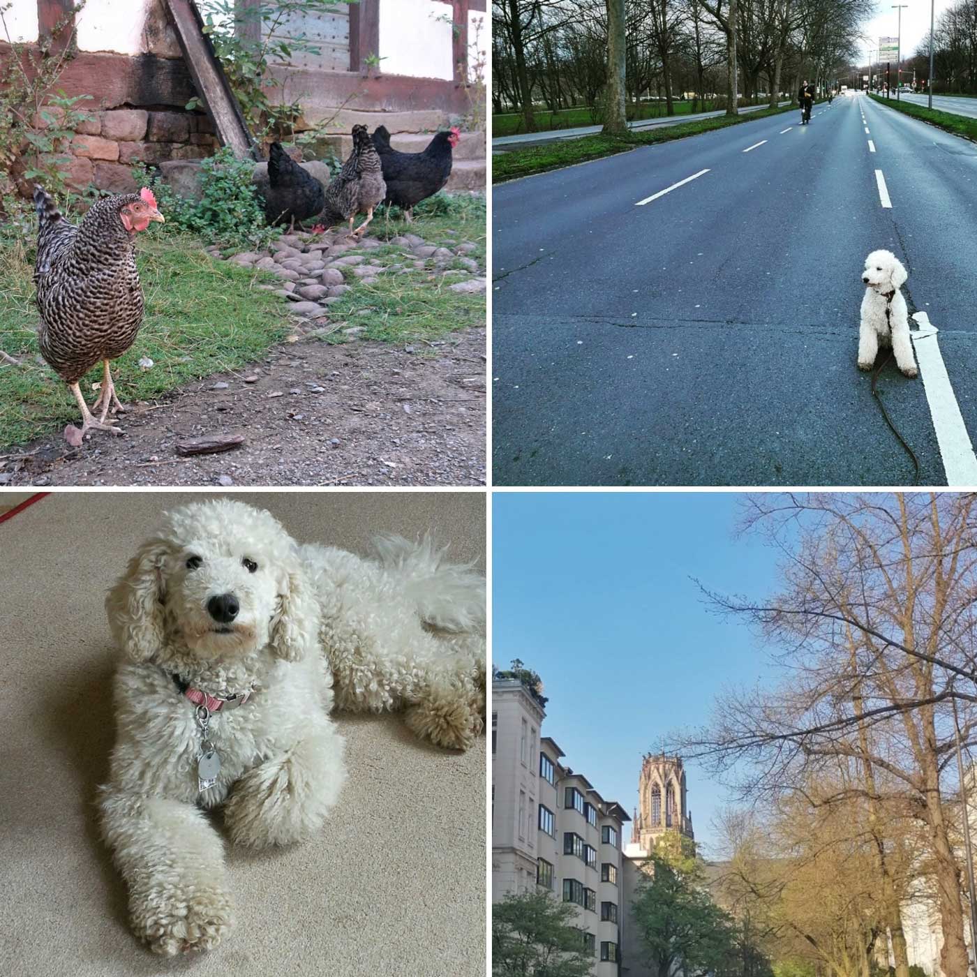 Agnes trifft - Ein Veedelspodcast aus dem Kölner Agnesviertel