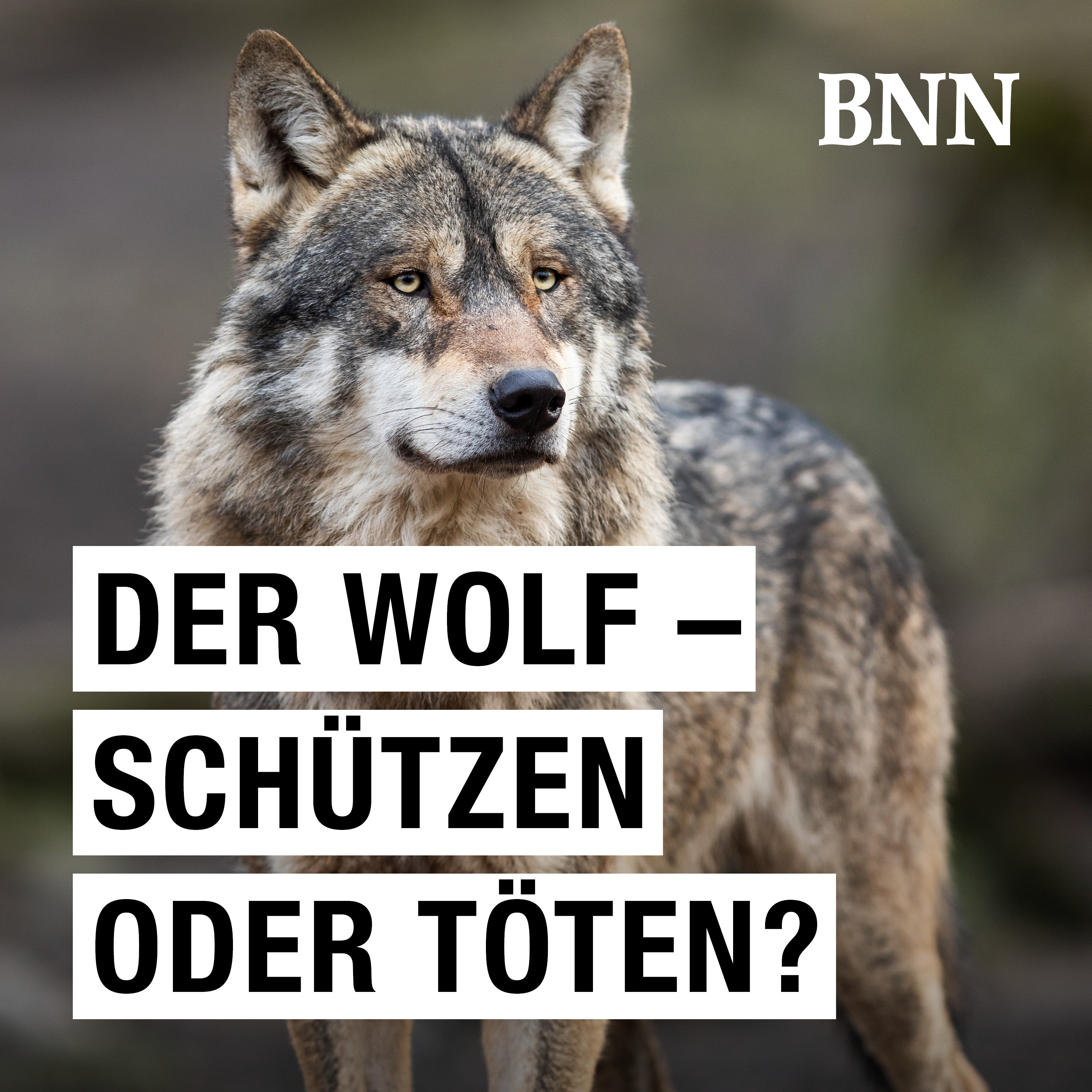 Der Wolf – schützen oder töten? cover art