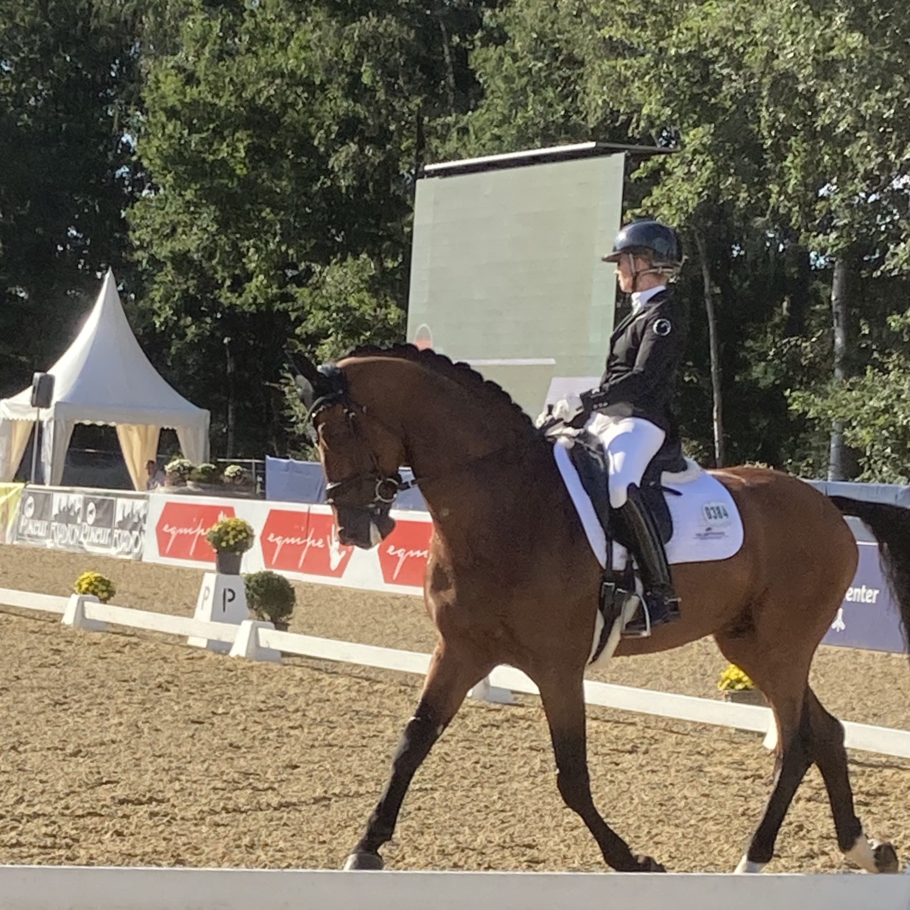 Pferdeverstand - Der Pferdesportpodcast