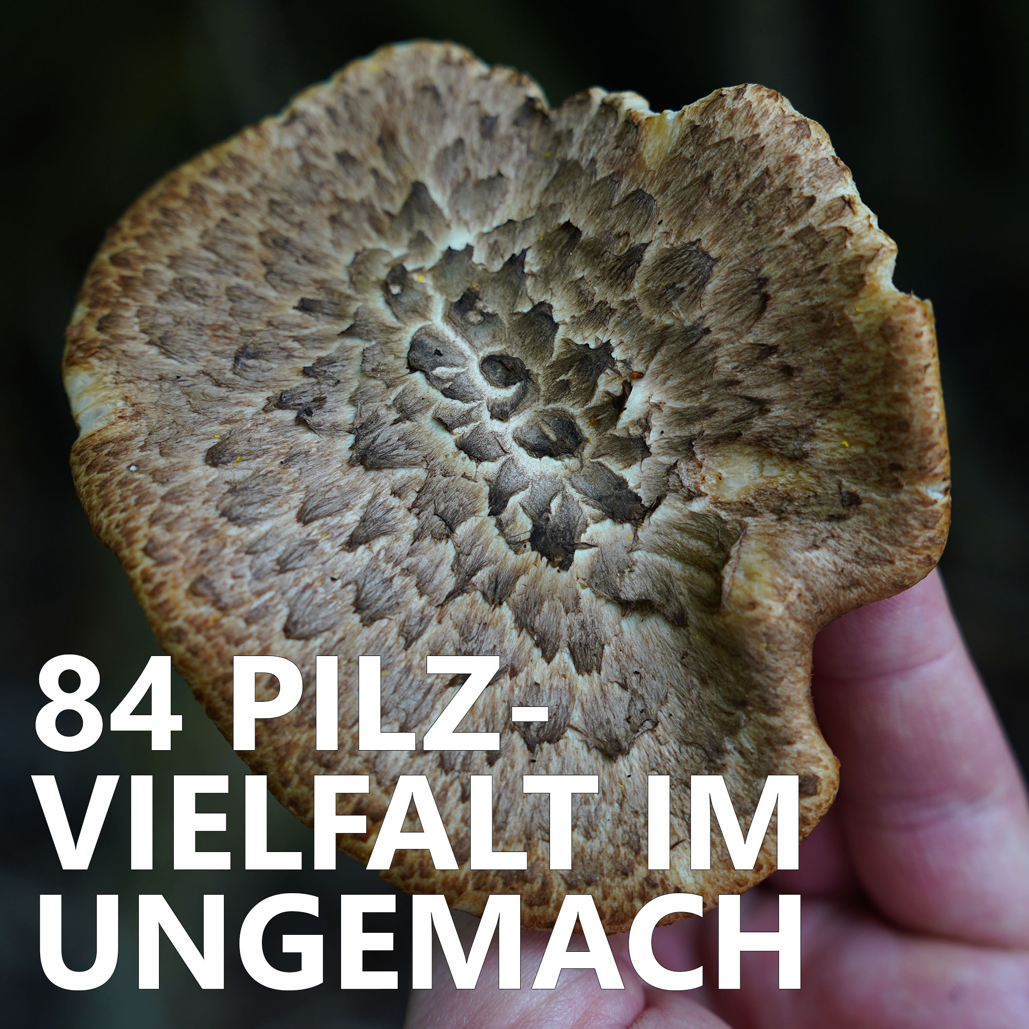 Der Pilzpodcast