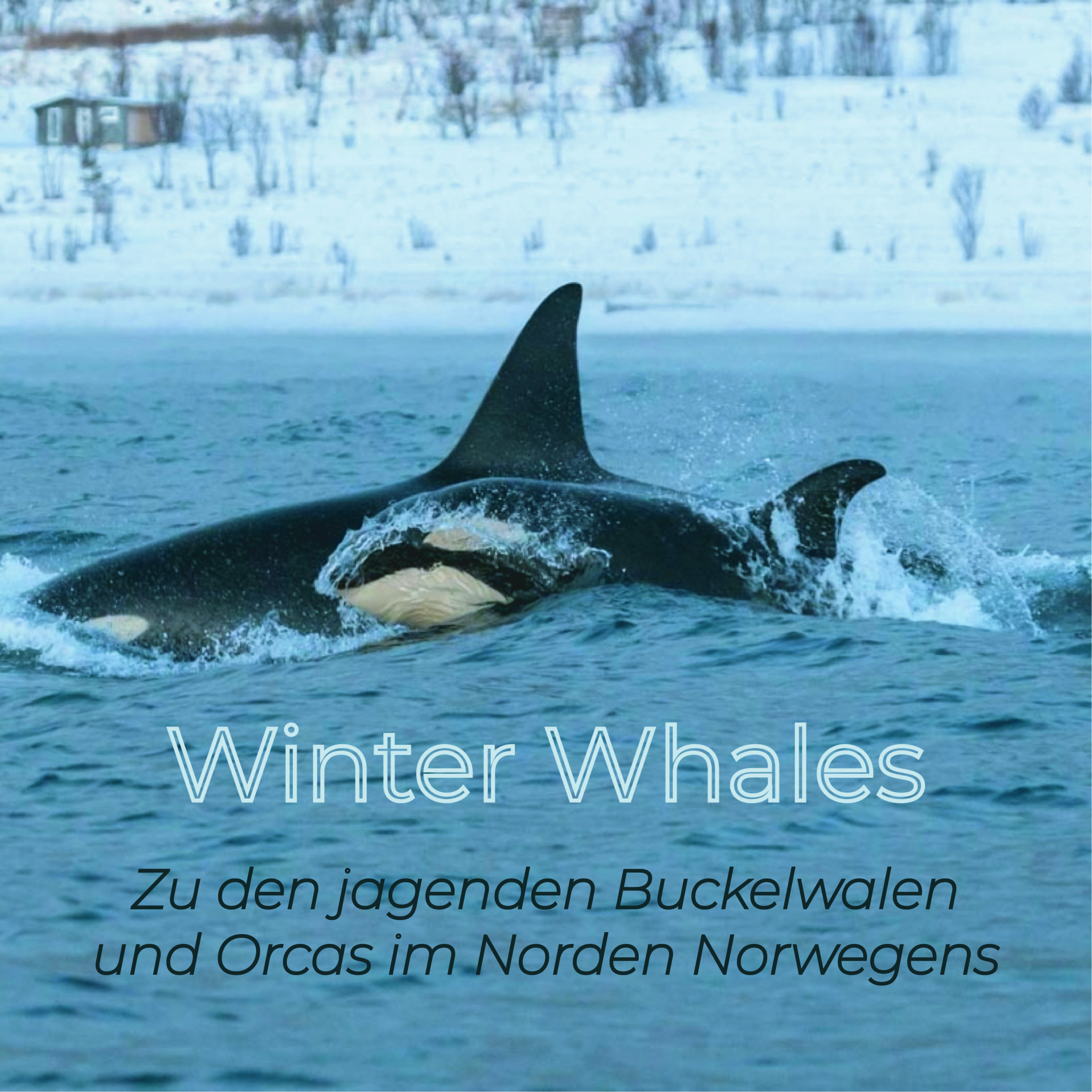 Winter Whales - Zu den jagenden Buckelwalen und Orcas im Norden Norwegens episode artwork