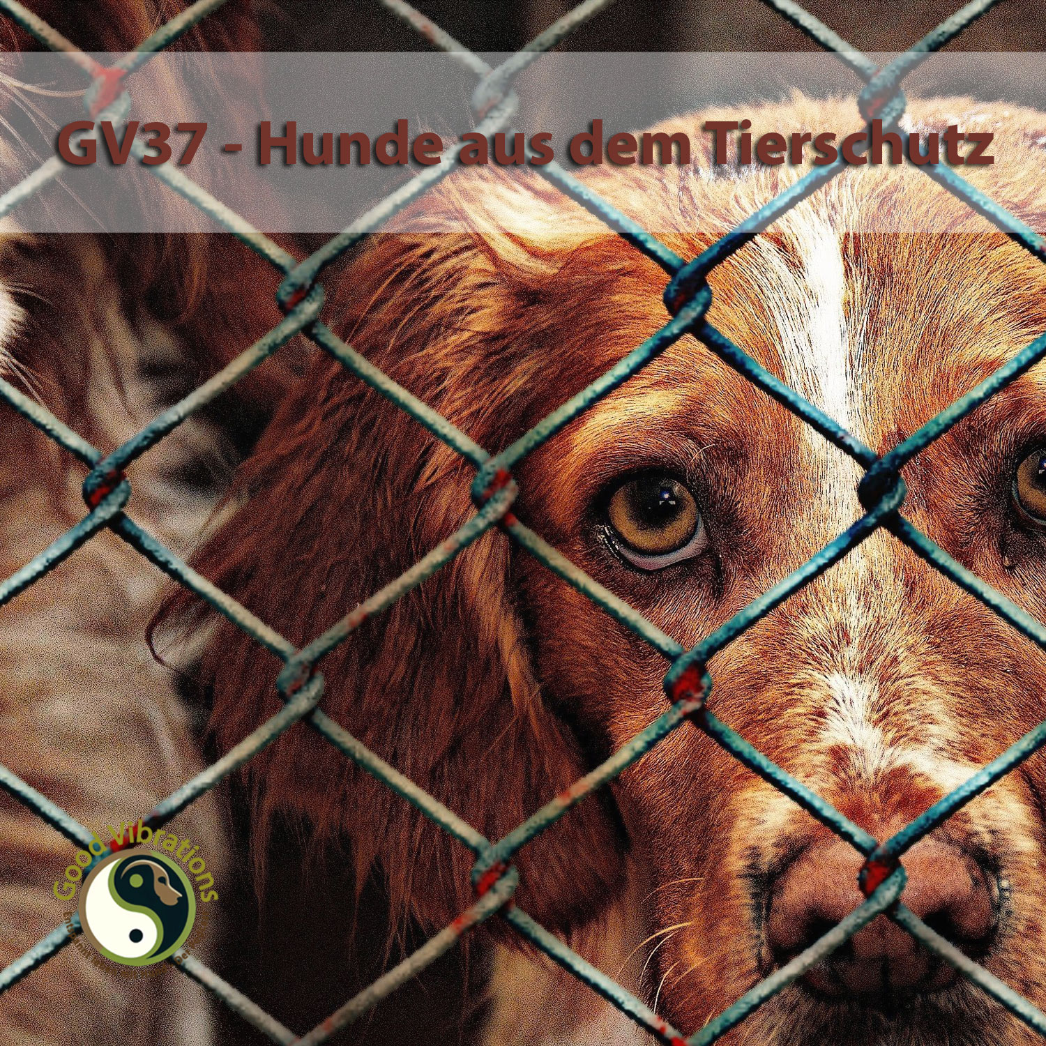 Good Vibrations. Entspannt leben mit Hunden. Der Podcast.