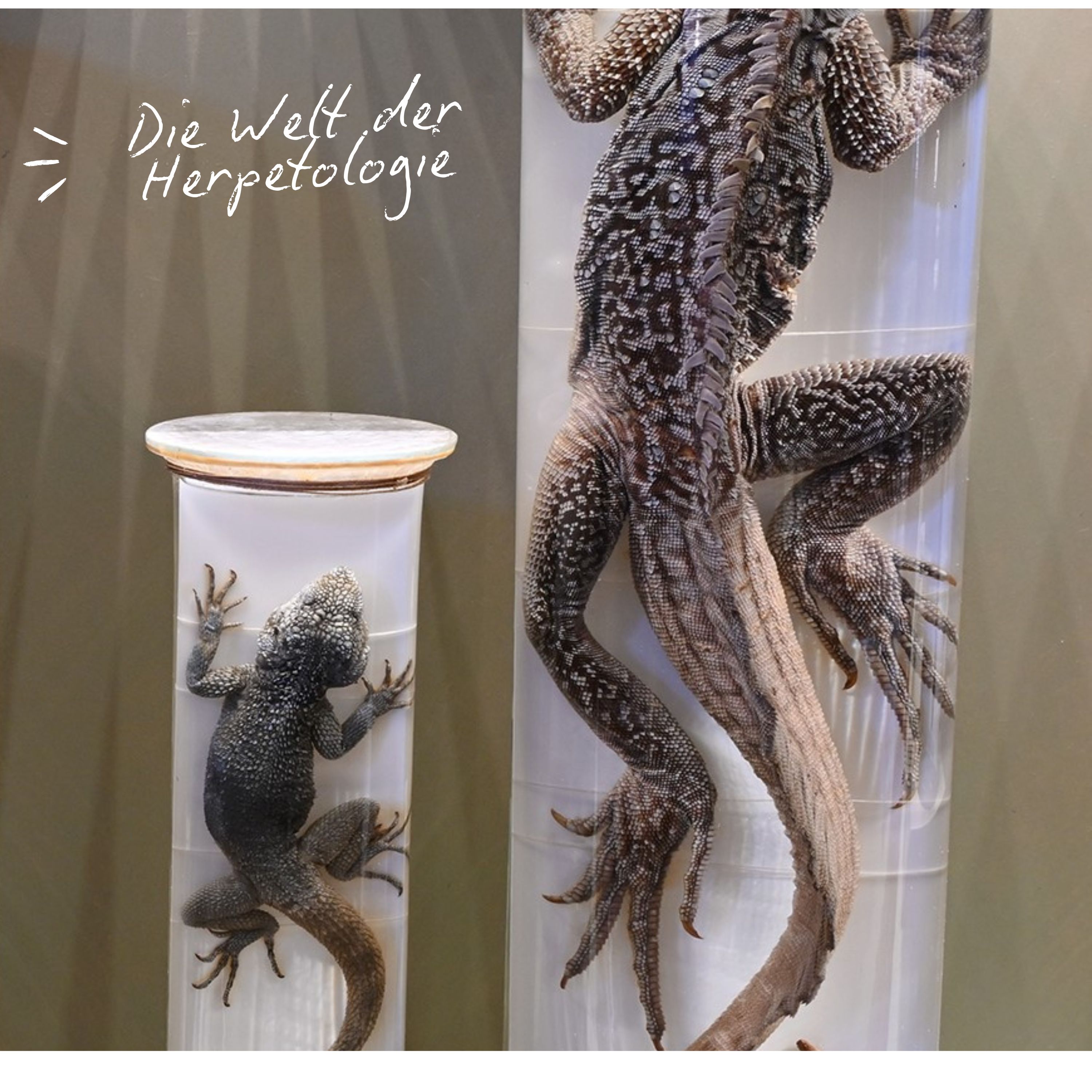 Deep Dive: Die Welt der Herpetologie mit Silke Schweiger episode artwork