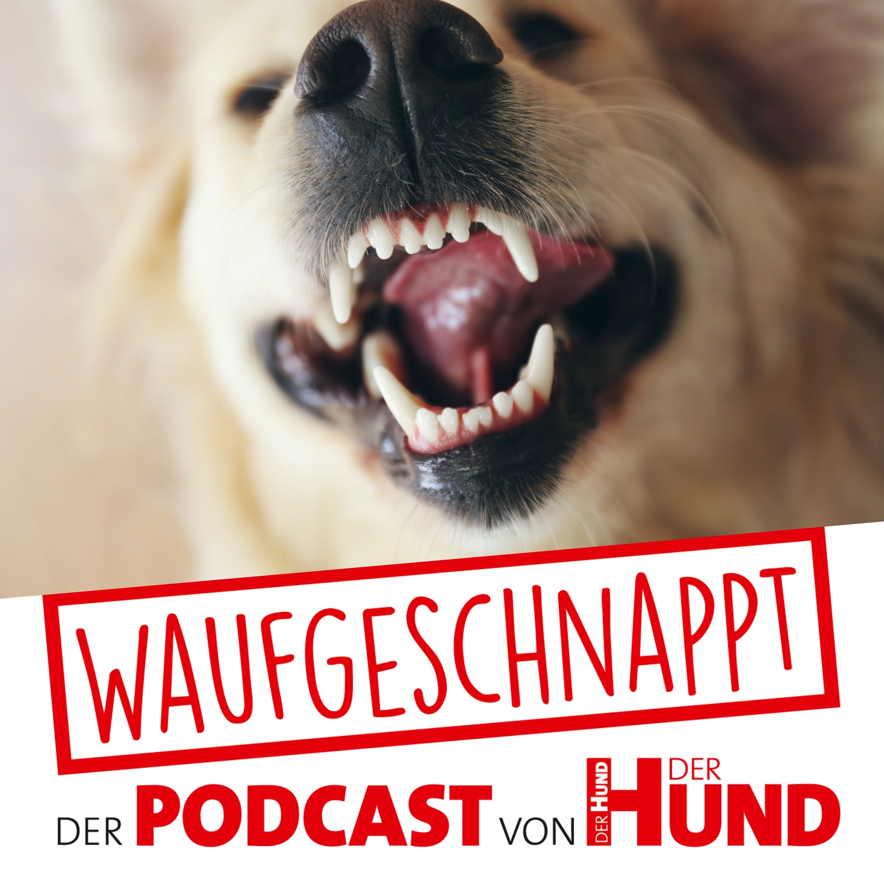 Waufgeschnappt - der Podcast von DER HUND