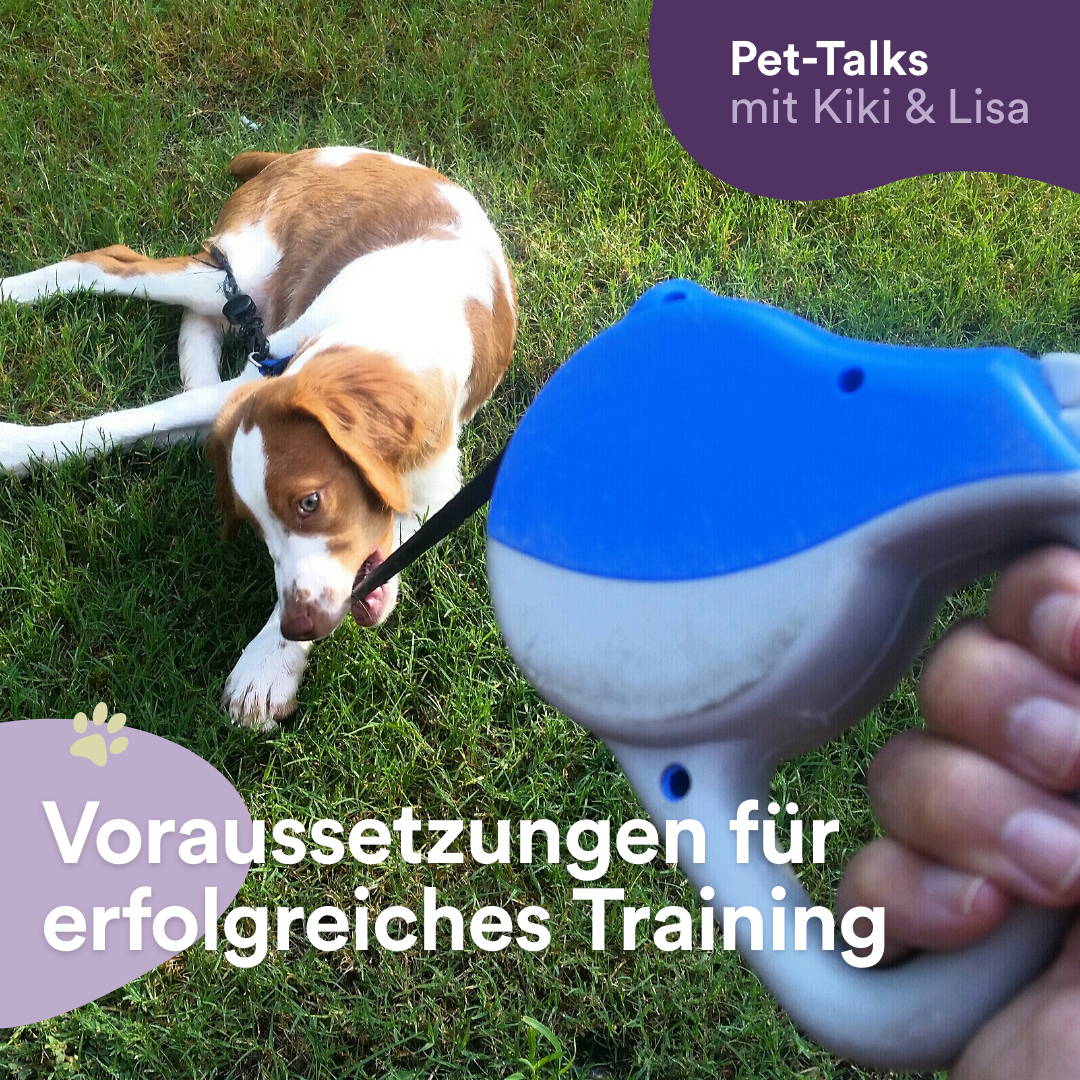 Pet-Talks mit Kiki & Lisa - der Hunde-Podcast von DeineTierwelt