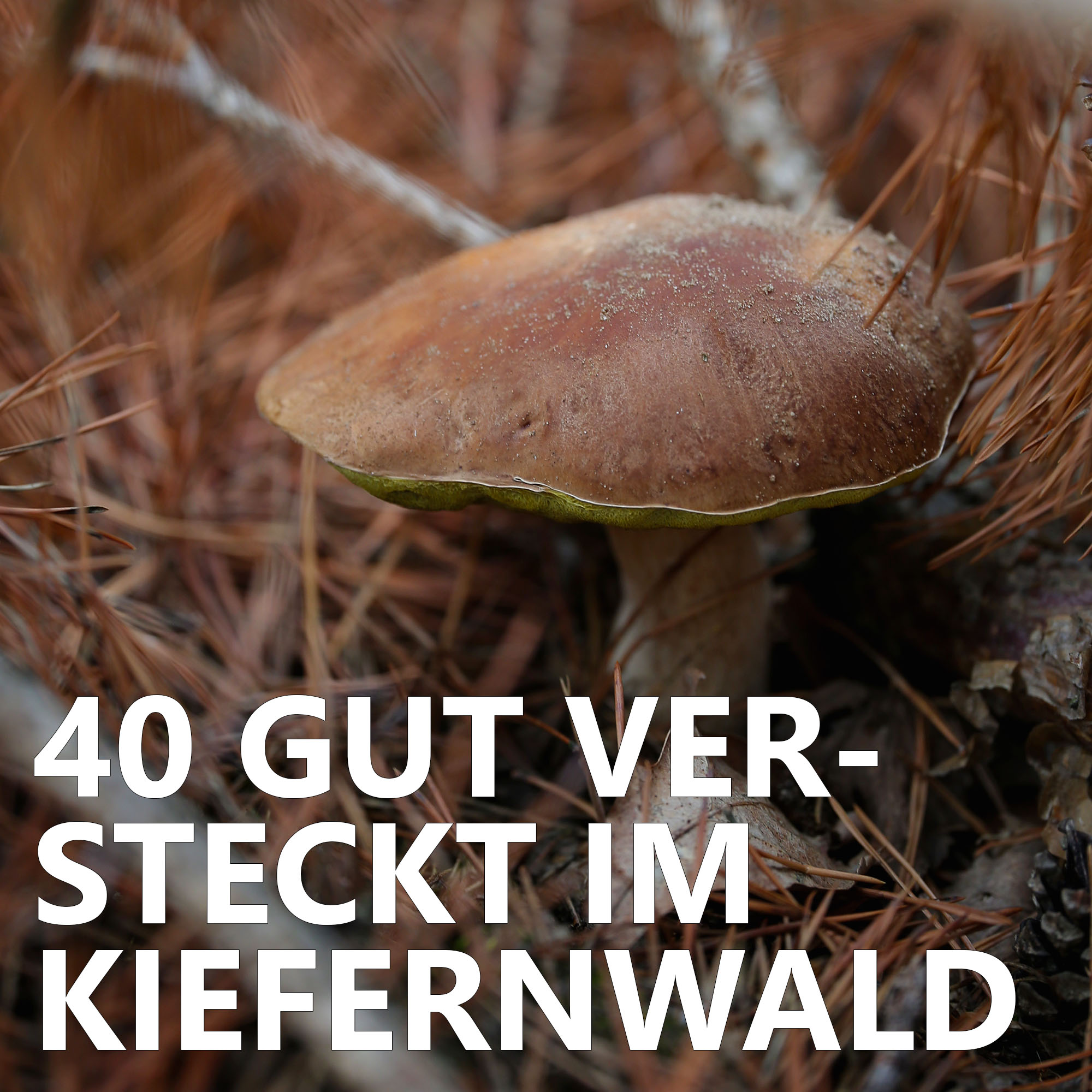 Der Pilzpodcast