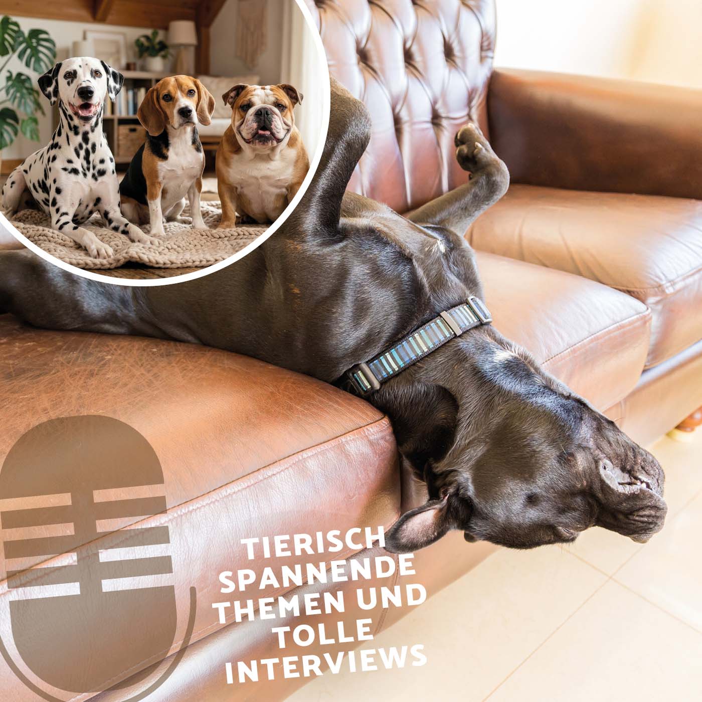 Heimtier Podcast - Schlafverhalten des Hundes, verantwortungsvolle Zucht und Essstörung bei Katzen