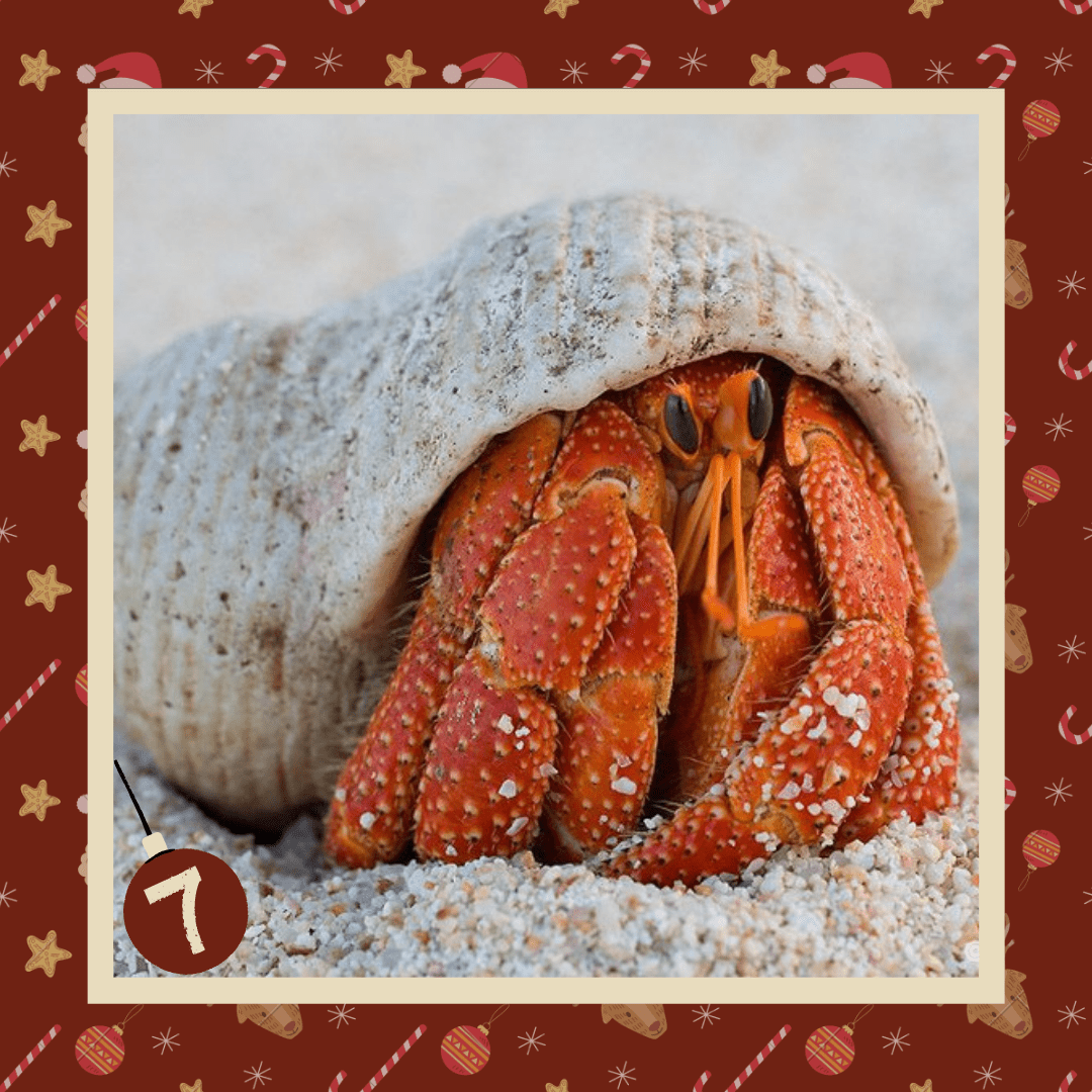 #diedreimjf - Adventskalender 2020 Türchen 7: Einsiedlerkrebse episode artwork