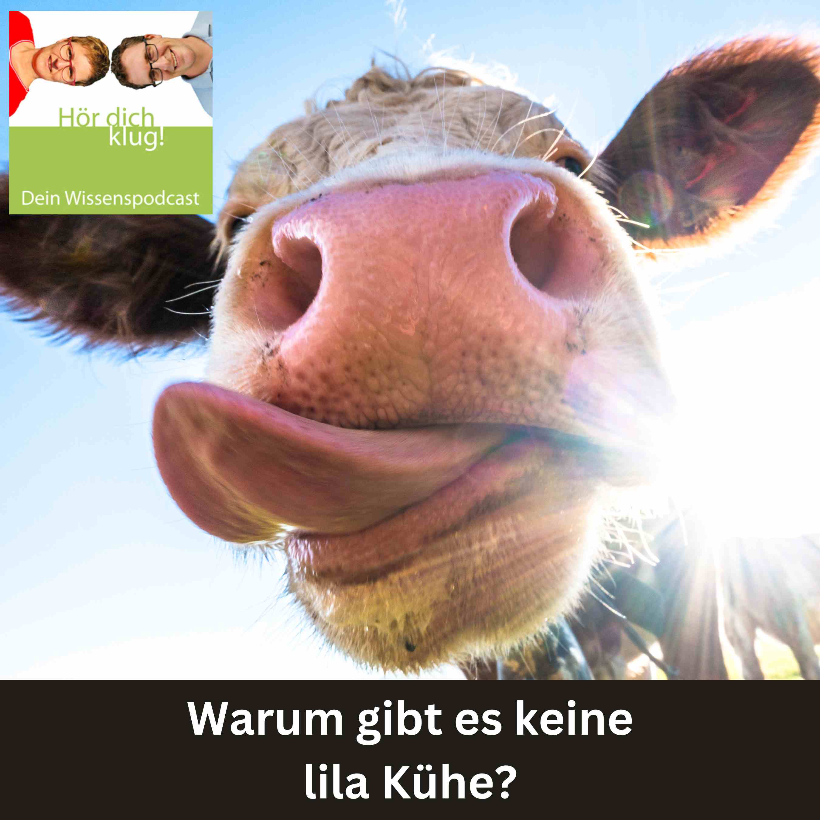 Warum gibt es keine lila Kühe? episode artwork