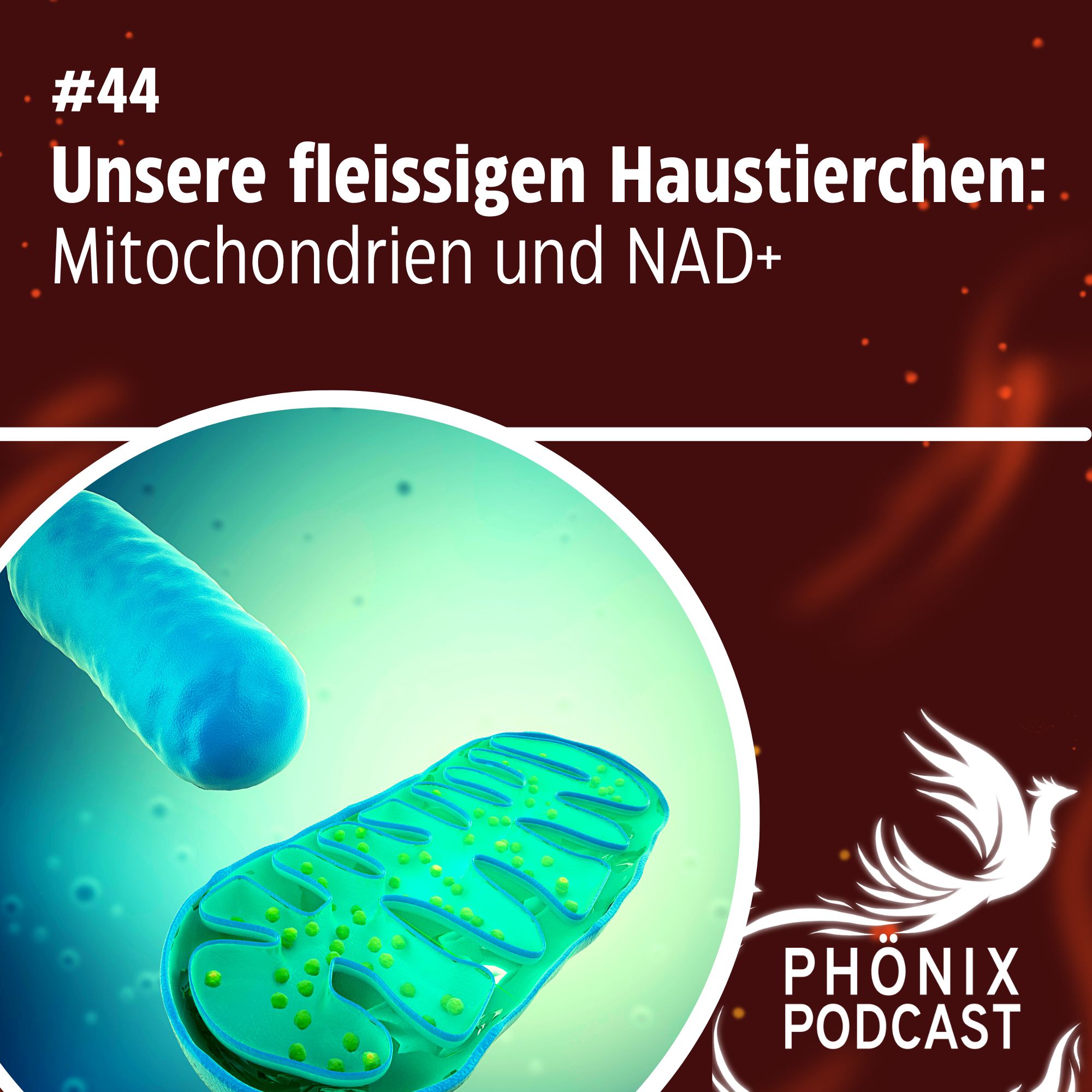 Unsere fleissigen Haustierchen - Mitochondrien und NAD+ #44 - podcast episode cover