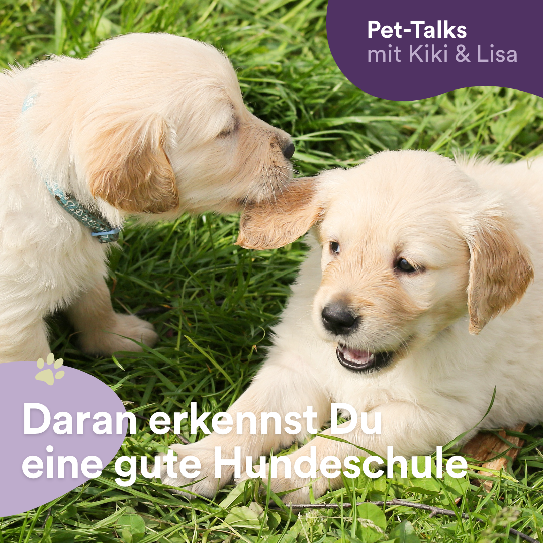 Pet-Talks mit Kiki & Lisa - der Hunde-Podcast von DeineTierwelt