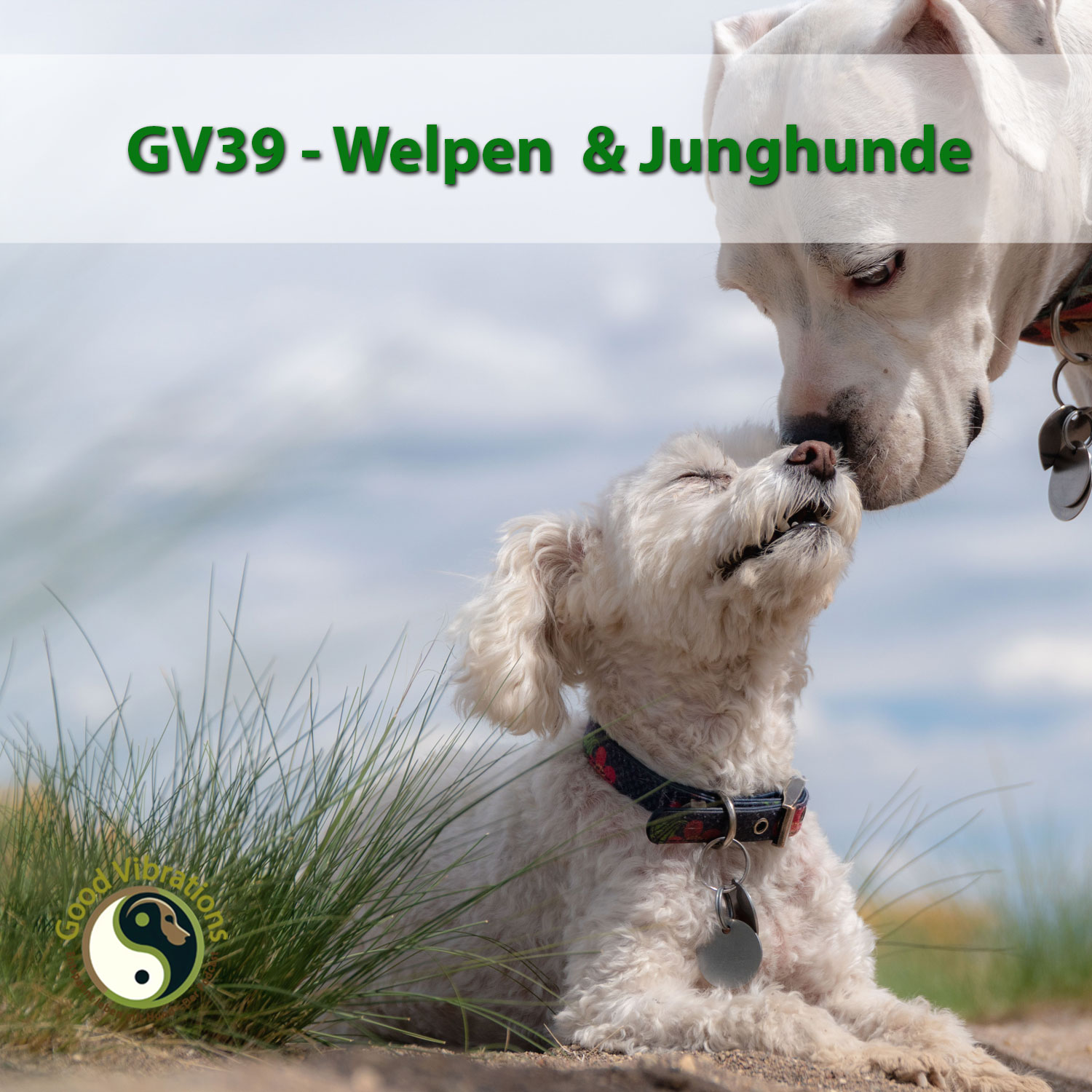 Good Vibrations. Entspannt leben mit Hunden. Der Podcast.