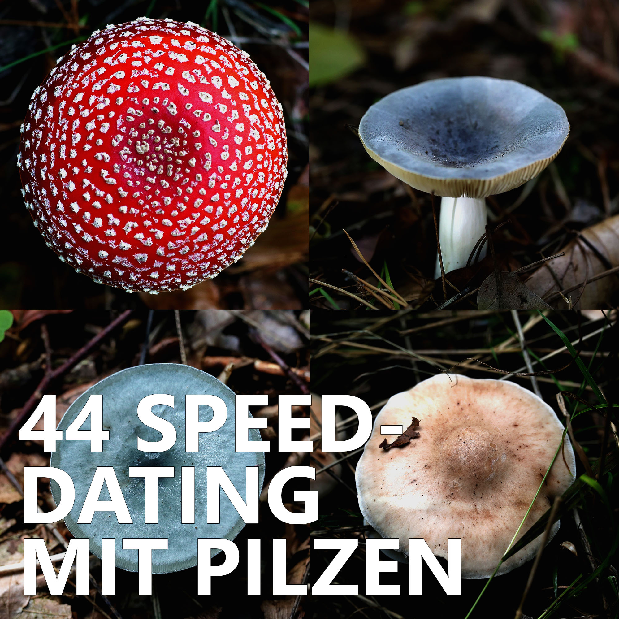 Der Pilzpodcast