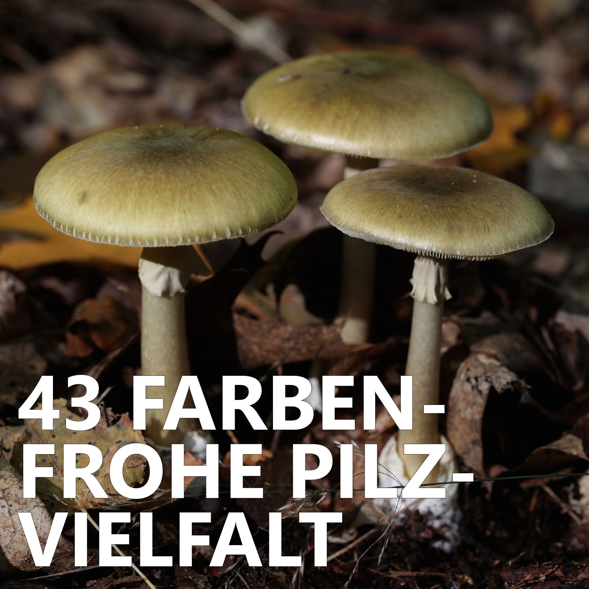 Der Pilzpodcast