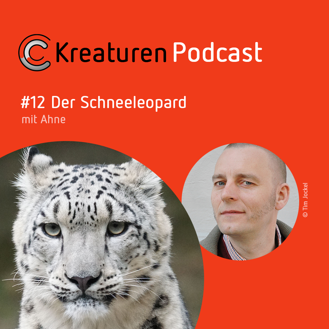 Kreaturen Podcast - Folge 12: Der Schneeleopard mit Ahne episode artwork
