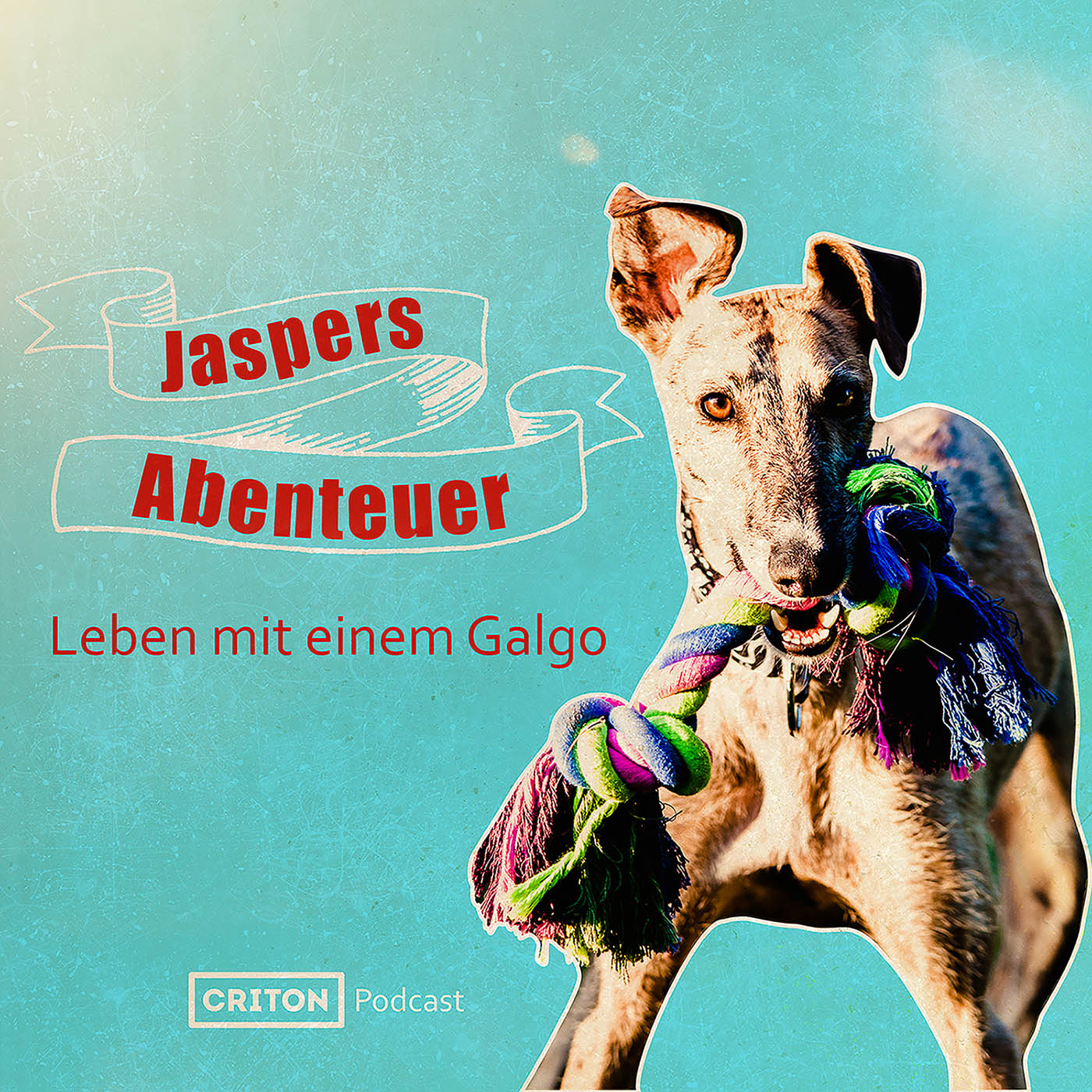 Jaspers Abenteuer - Leben mit einem Galgo