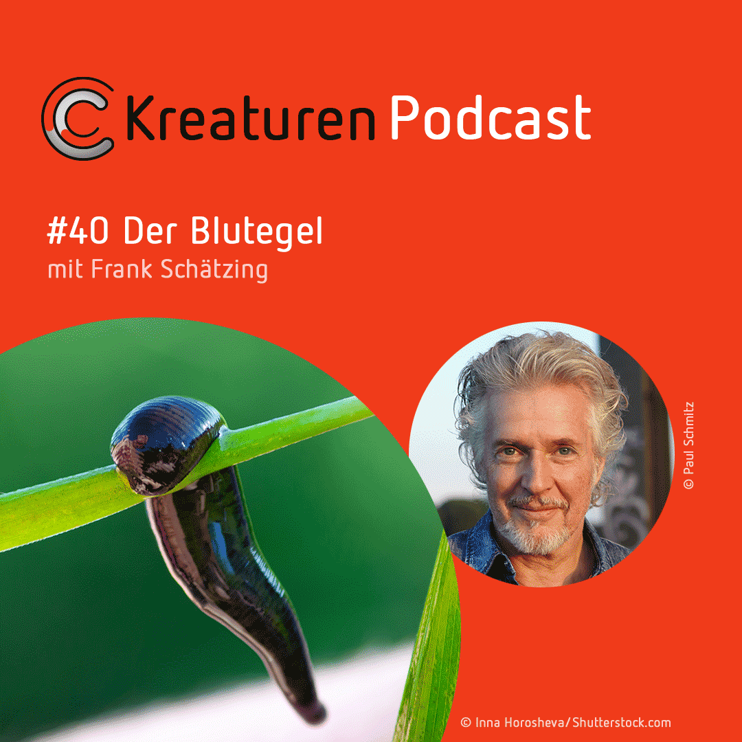 Kreaturen-Podcast – Folge 40: Der Blutegel mit Frank Schätzing episode artwork
