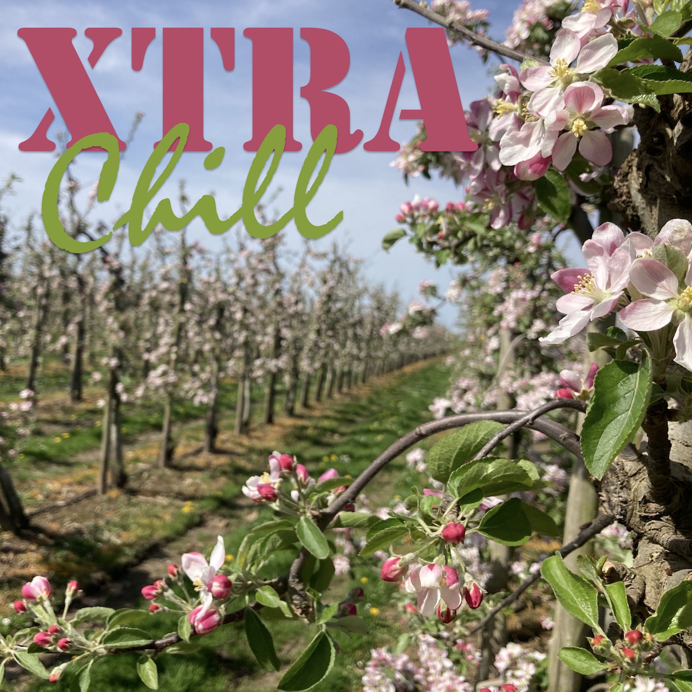 XtraChill 413
