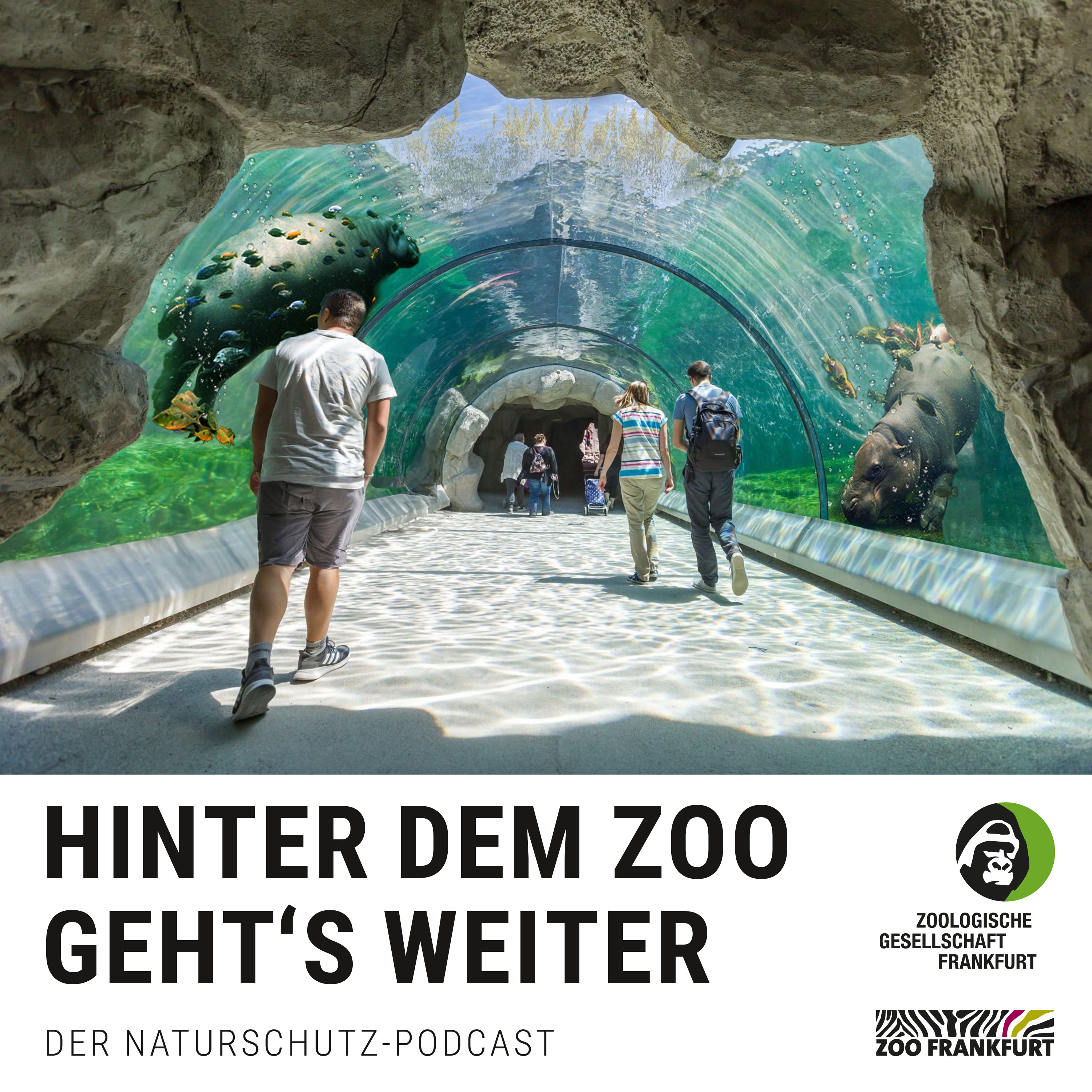 Serengeti mit Skyline: Ein Masterplan für den Frankfurter Zoo