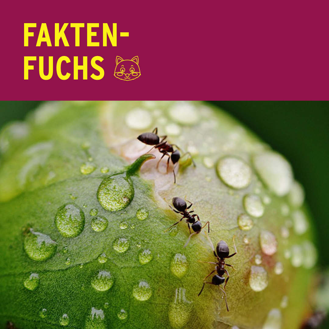 Faktenfuchs: Ameisen