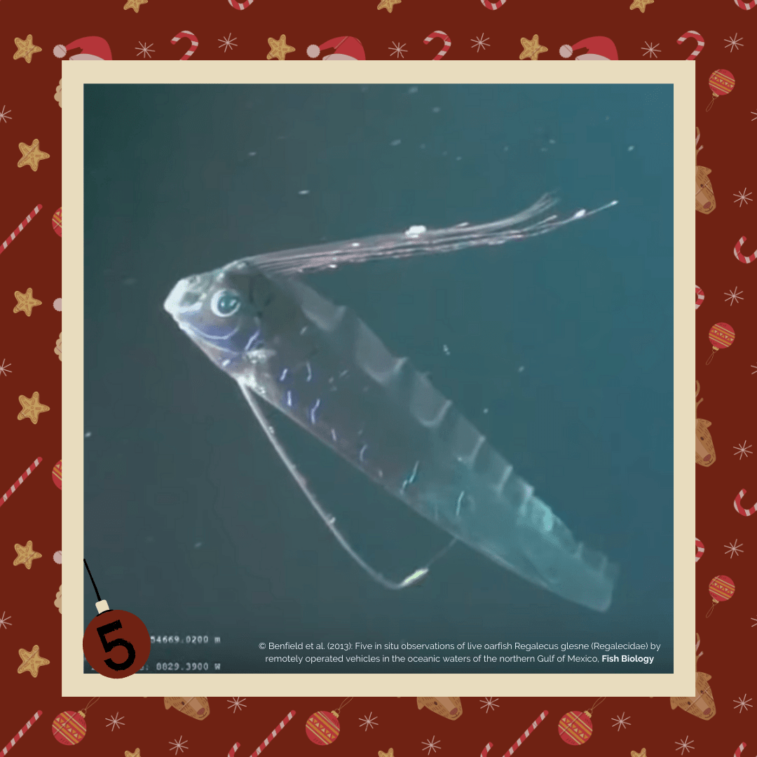 #diedreimjf - Adventskalender 2020 Türchen 5: Riemenfisch episode artwork