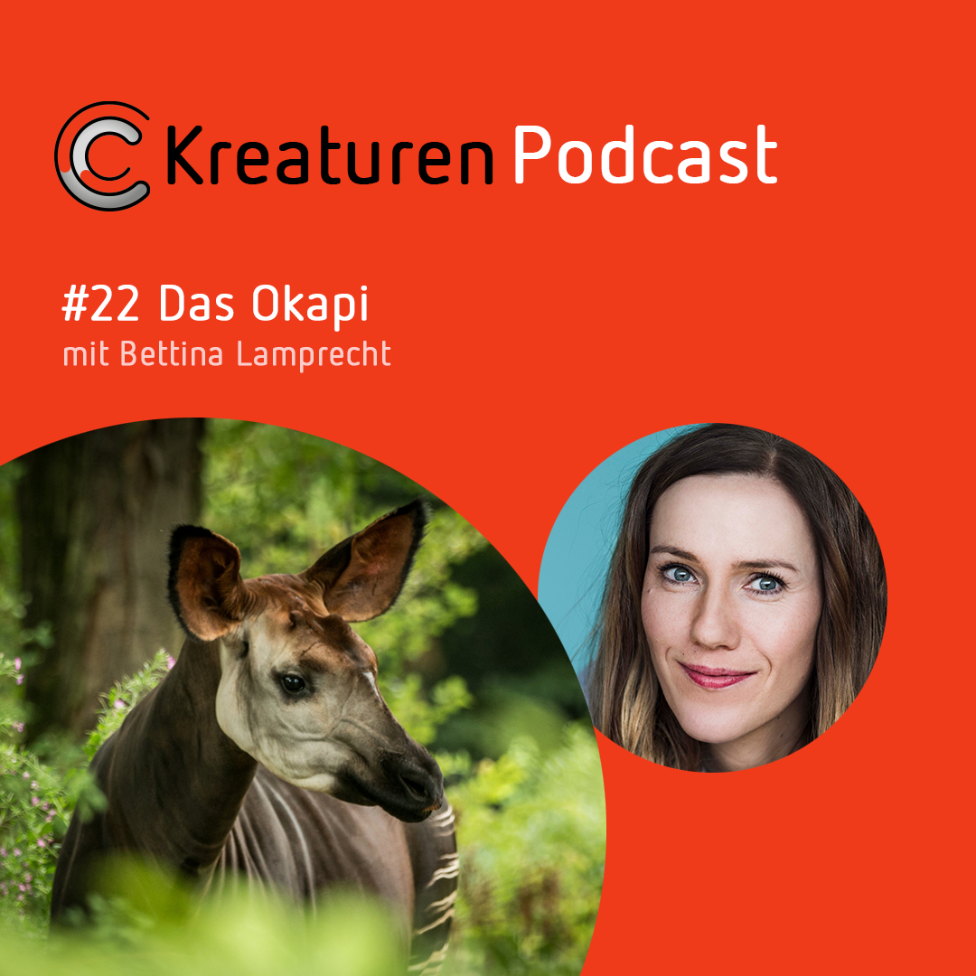 Kreaturen Podcast - Folge 22: Das Okapi mit Bettina Lamprecht episode artwork