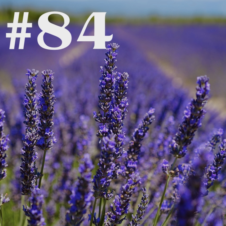 #84 - Lavendel - Lila Laune episode artwork