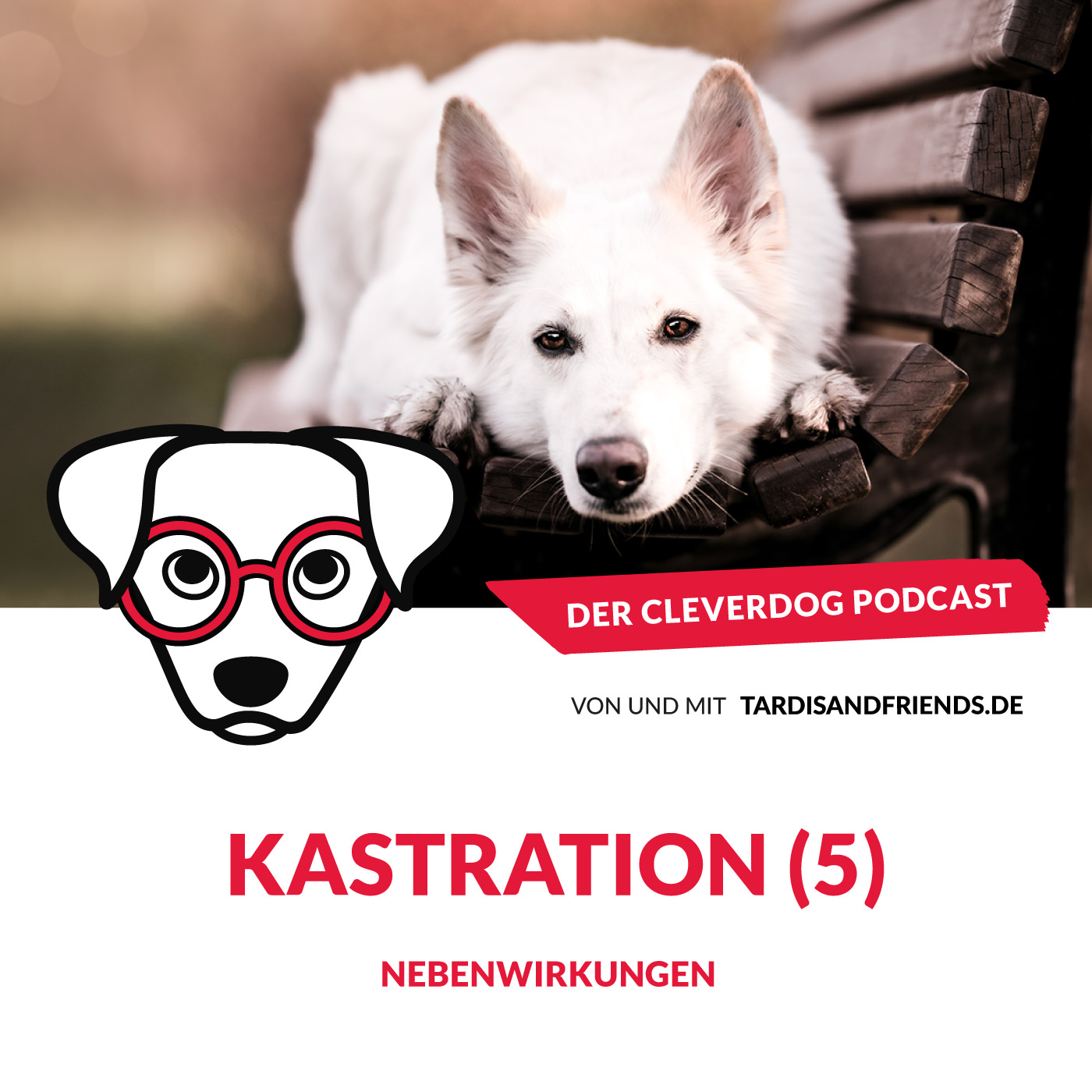 Der Cleverdog Podcast – mehr Wissen rund um den Hund!