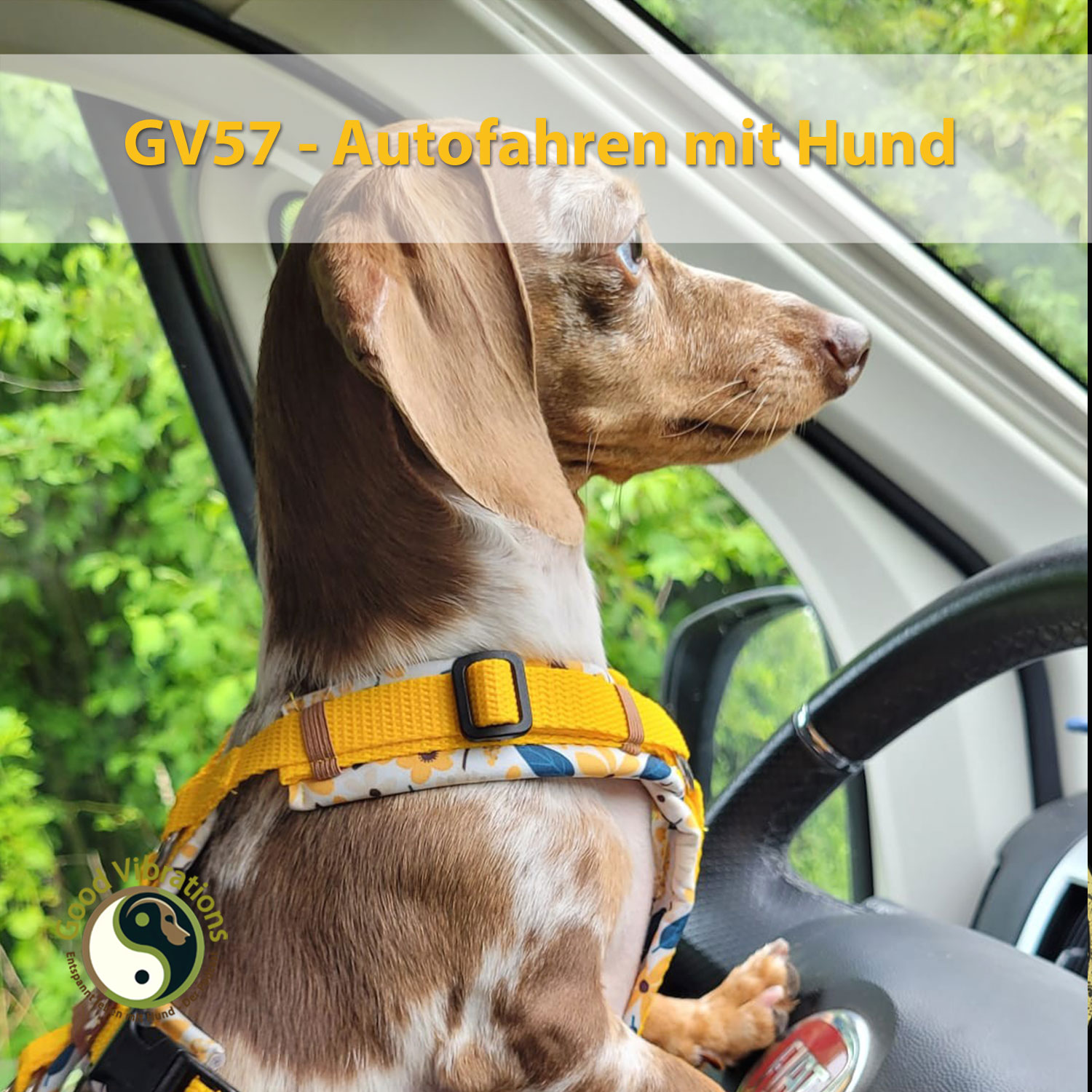 Good Vibrations. Entspannt leben mit Hunden. Der Podcast.