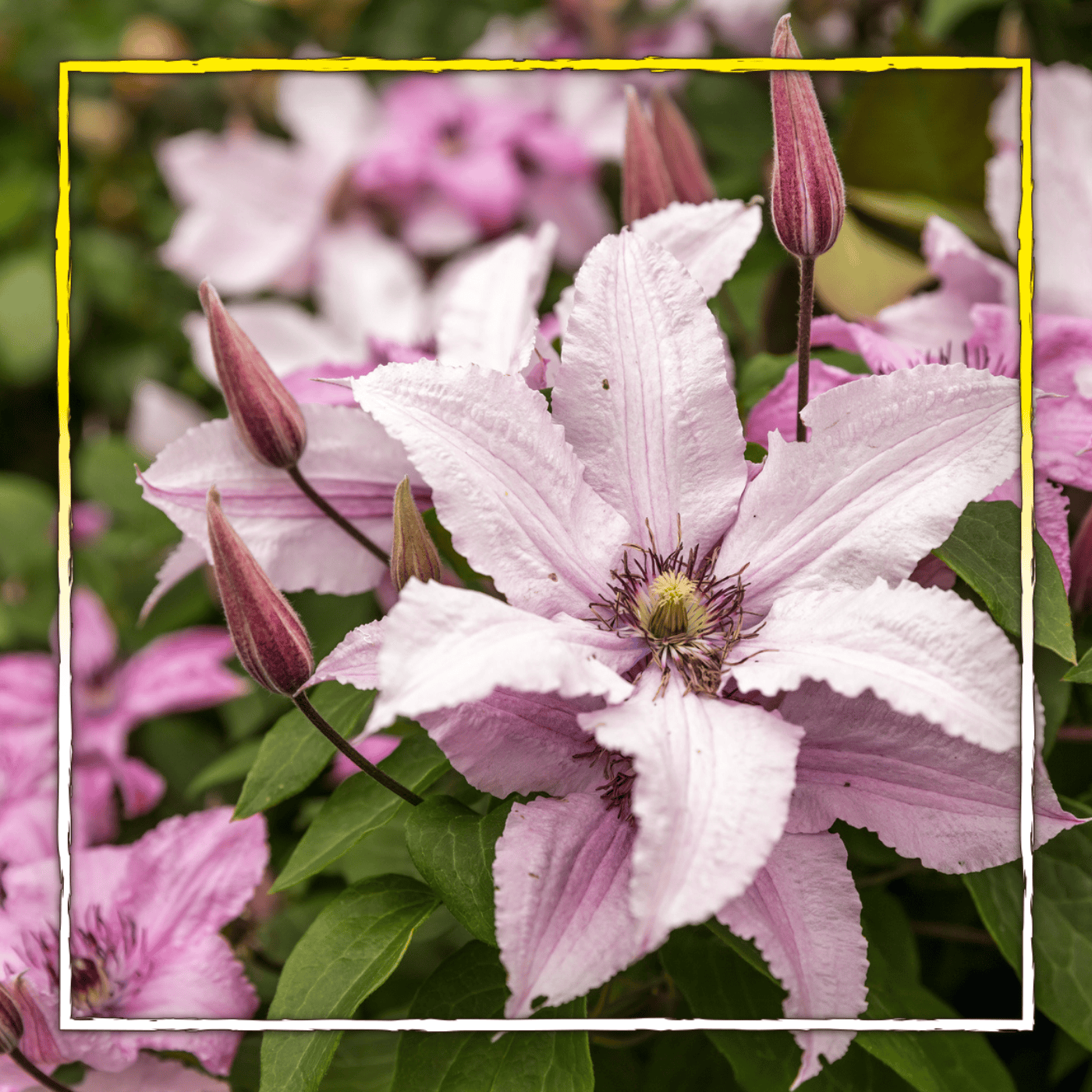 Clematis schneiden - aber wie?