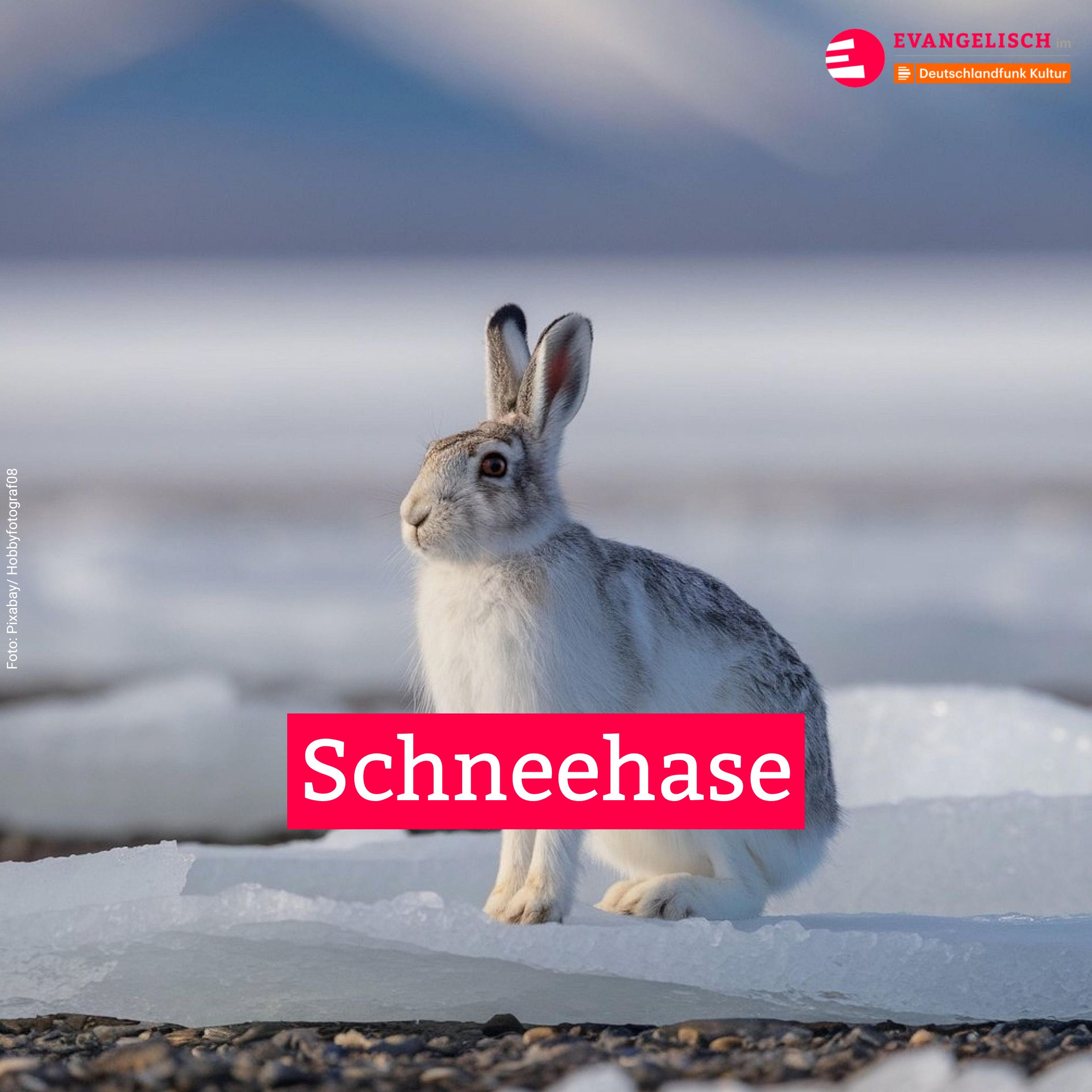 Schneehase
