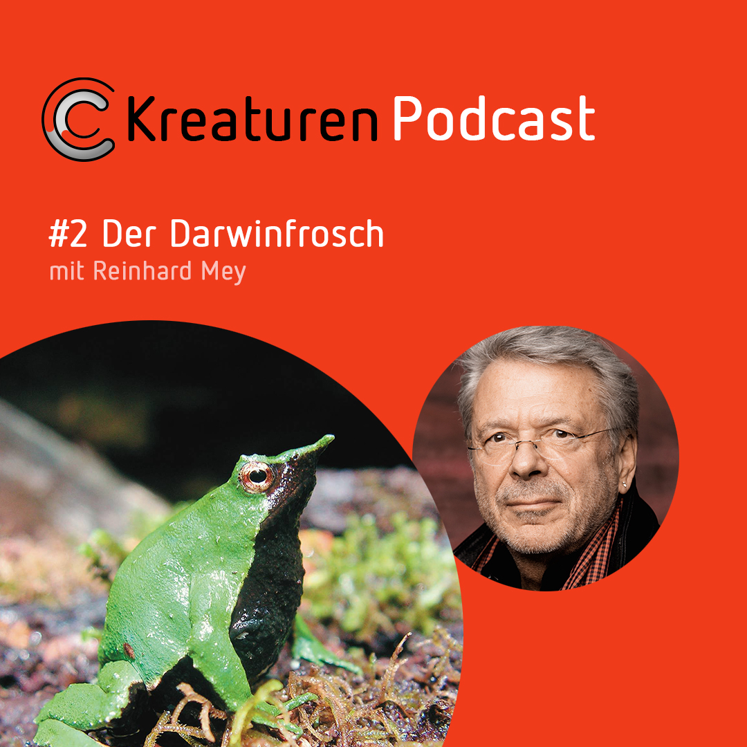 Kreaturen Podcast - Folge 02: Der Darwinfrosch mit Reinhard Mey episode artwork