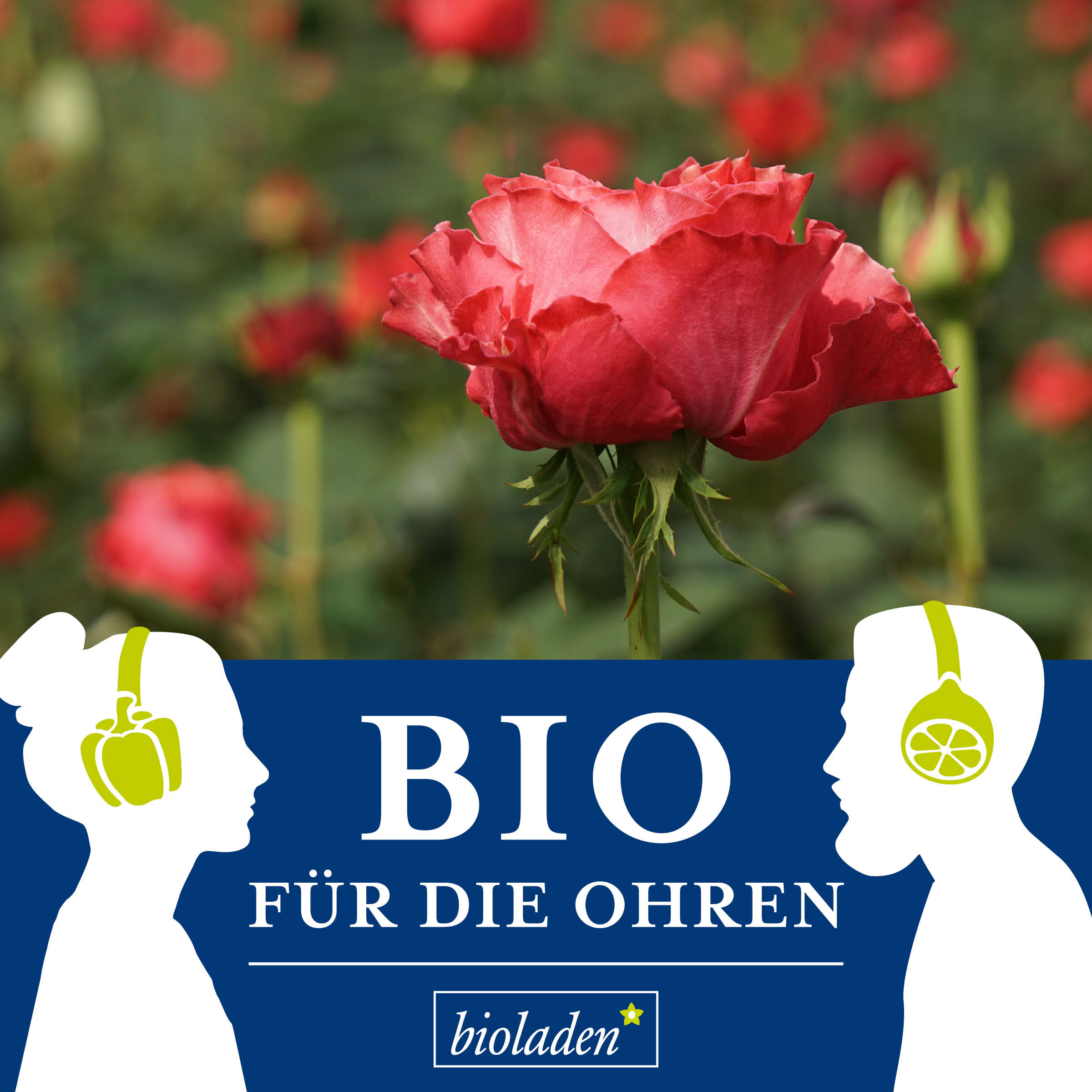 Bio für die Ohren