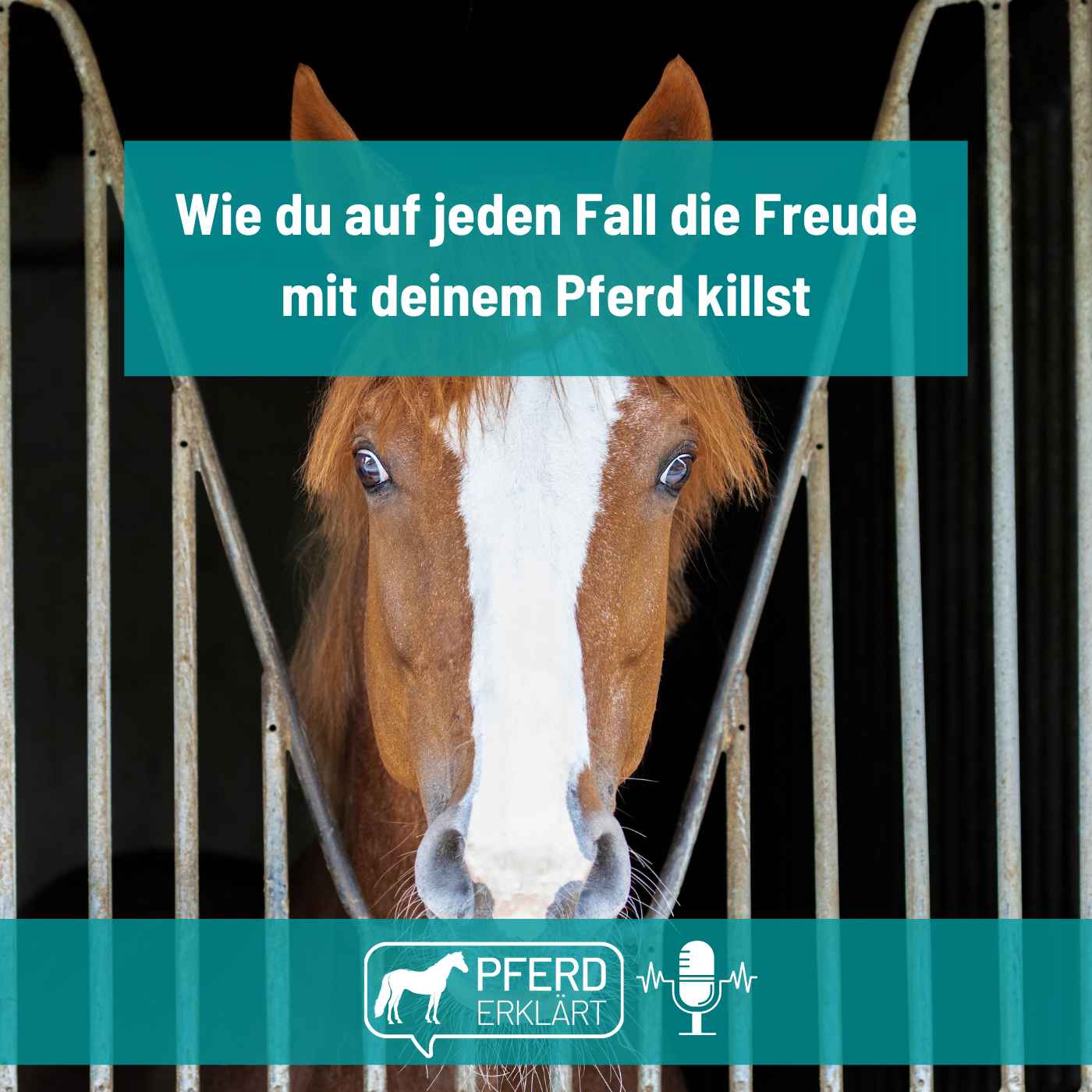 Pferd erklärt