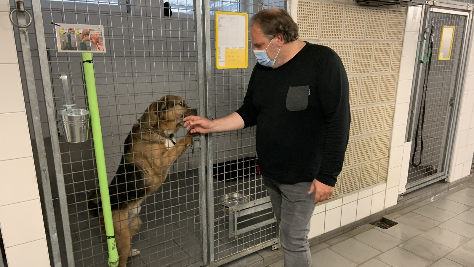 Kalte Schnauze - der Hundepodcast