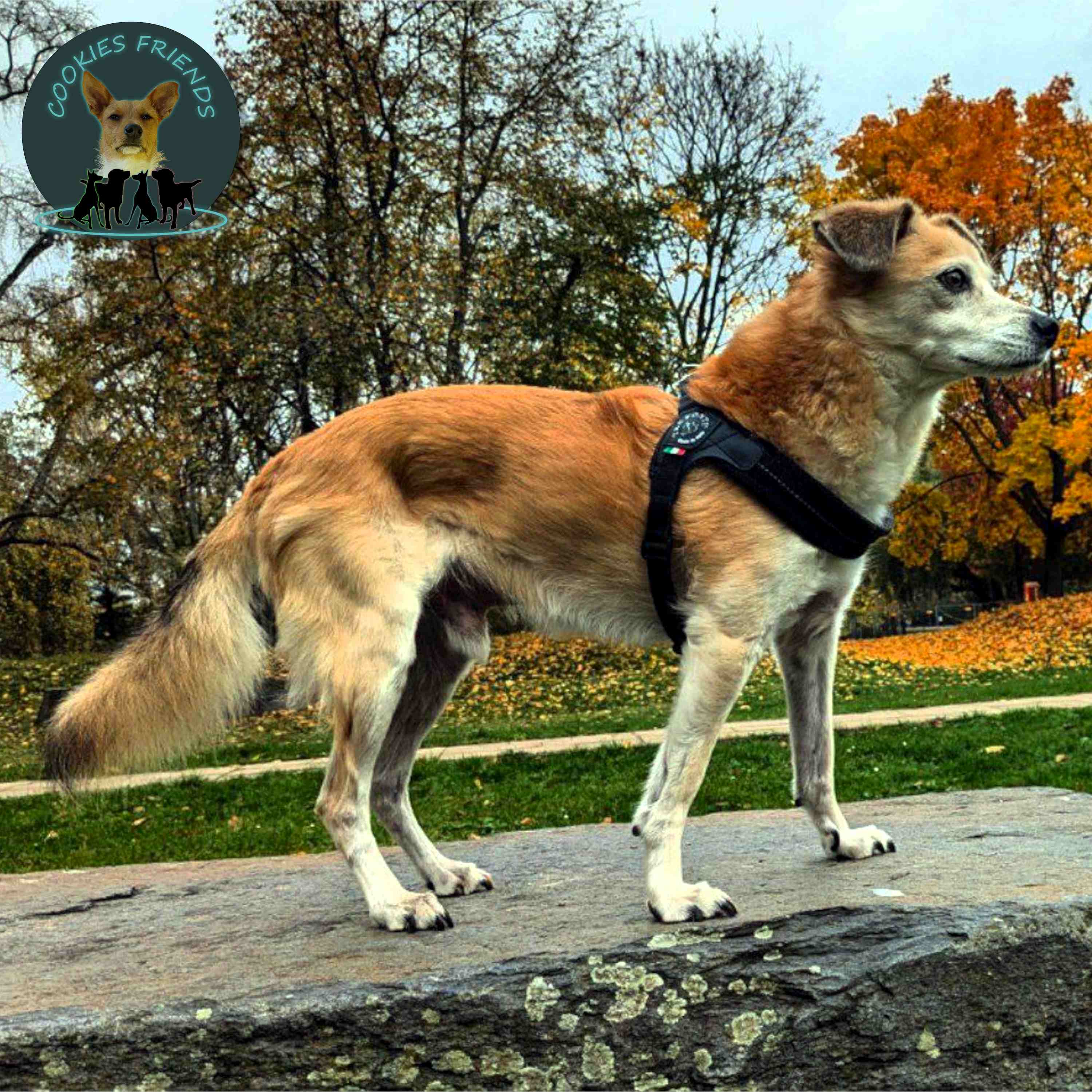 Cookies Friends. Der Podcast für Tierschutz-Hunde