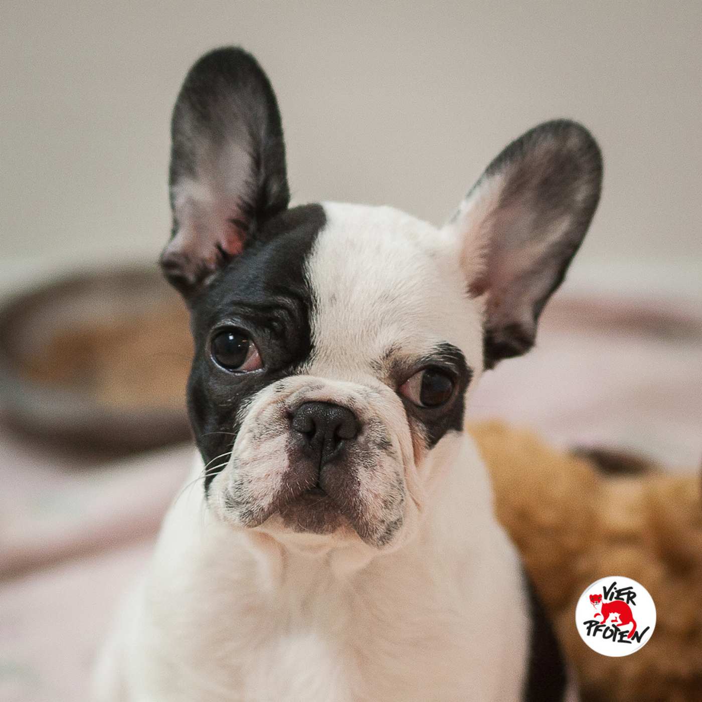 Mission Tierschutz – Der Podcast von VIER PFOTEN