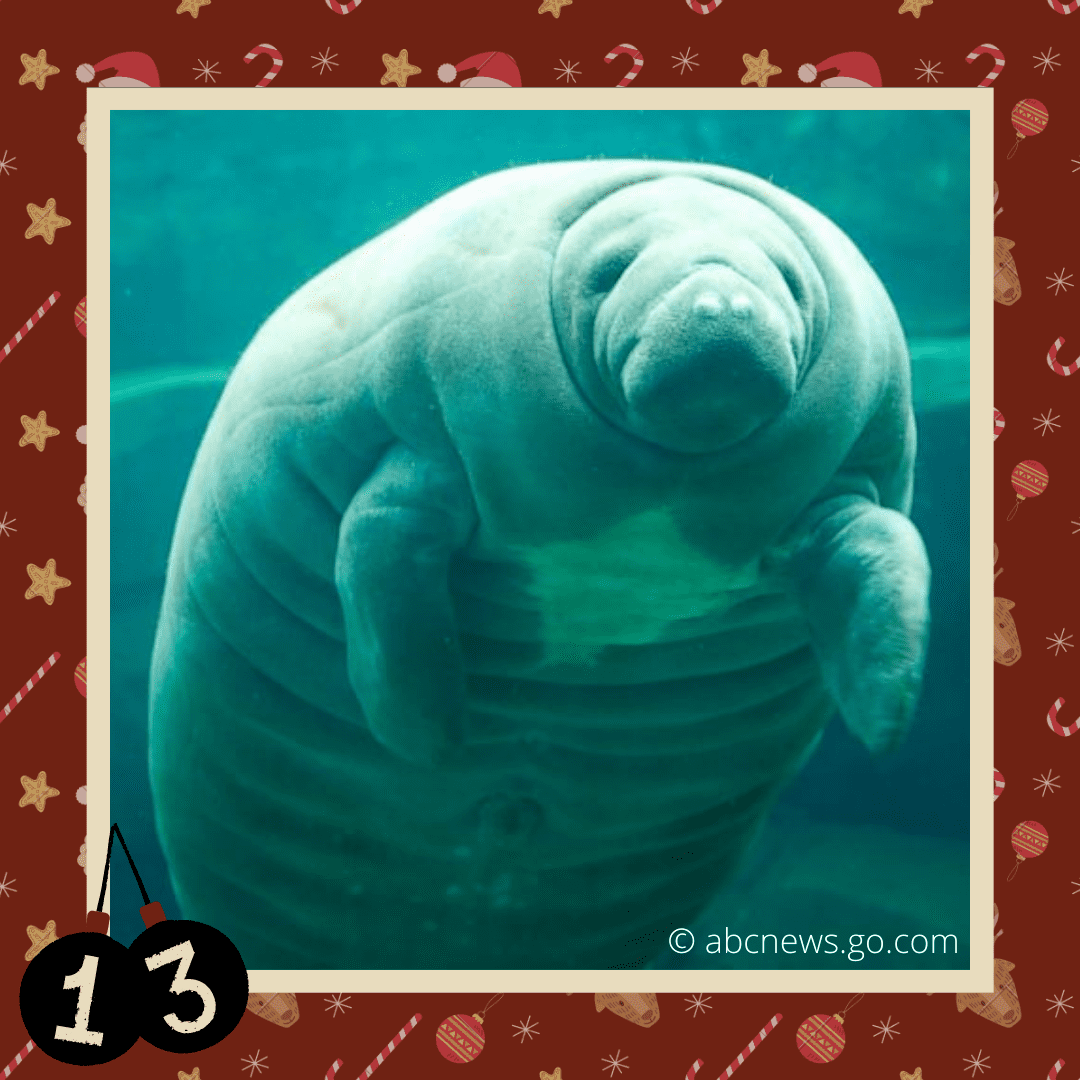 #diedreimjf - Adventskalender 2020 Türchen 13: Seekühe episode artwork