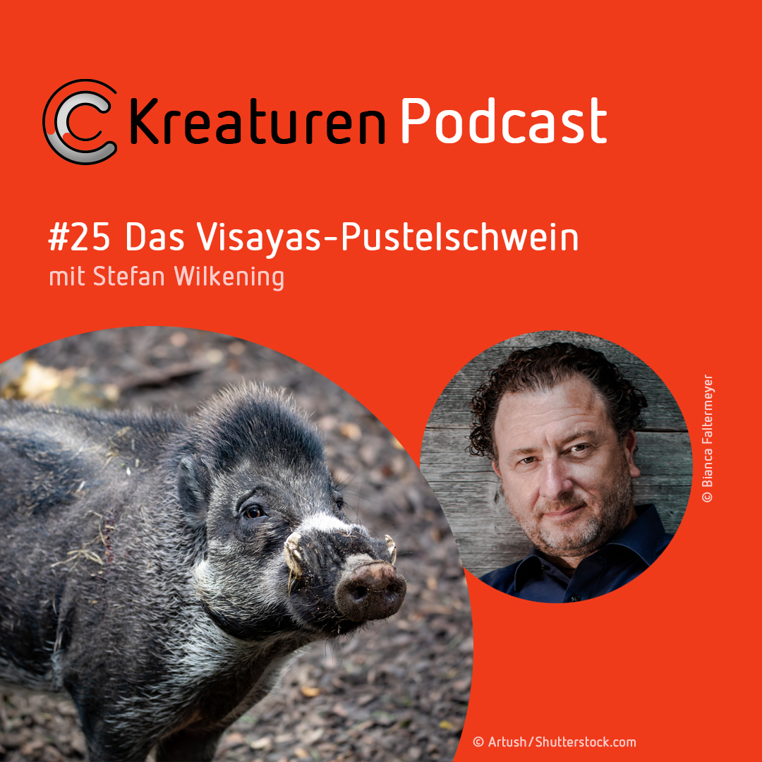 Kreaturen-Podcast – Folge 25: Das Visayas-Pustelschwein mit Stefan Wilkening episode artwork