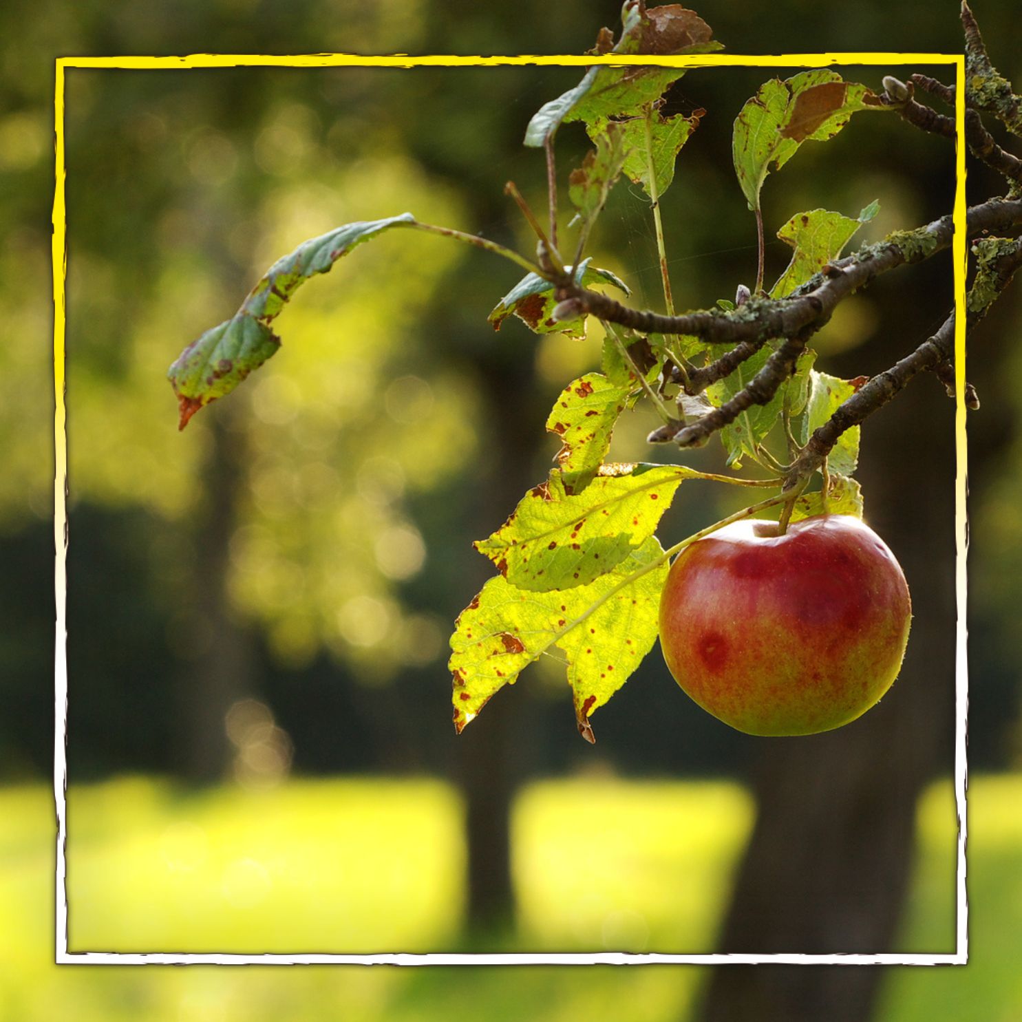 Pflanzen wir einen Apfel