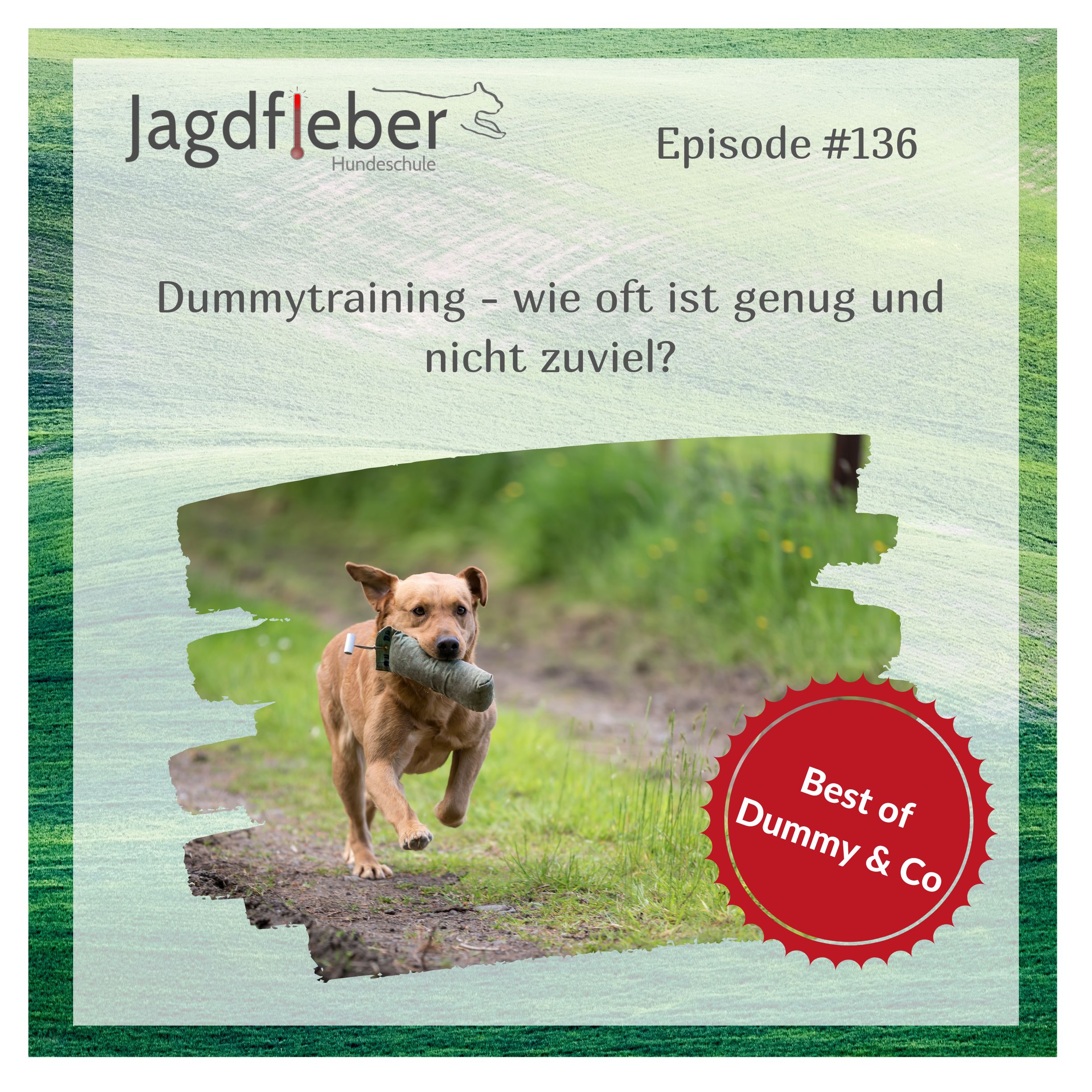 P136: Best of Dummy & Co - Dummytraining - wie oft ist genug und nicht zu viel? episode artwork
