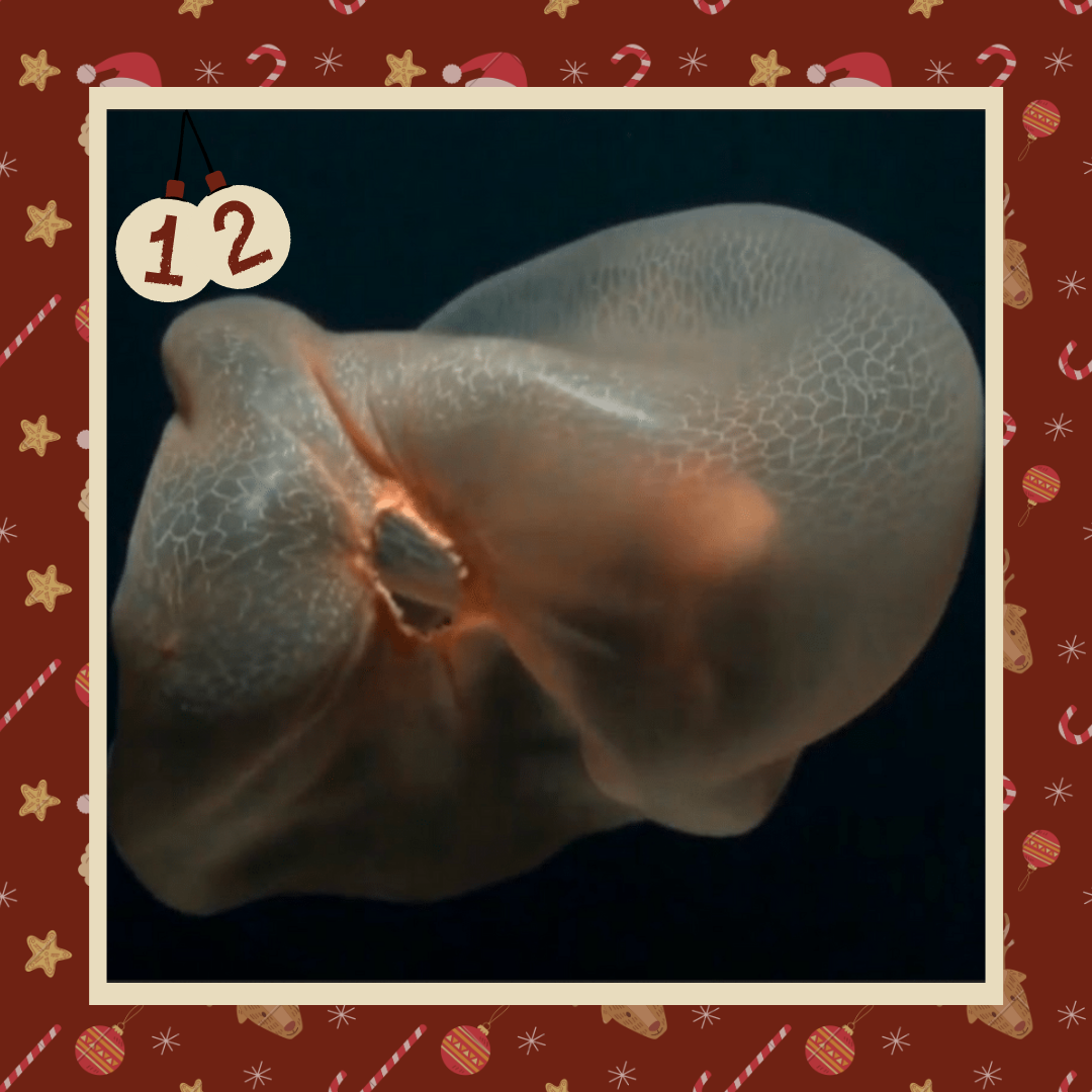 #diedreimjf - Adventskalender 2020 Türchen 12: Tiefseequalle Deepstaria enigmatica episode artwork
