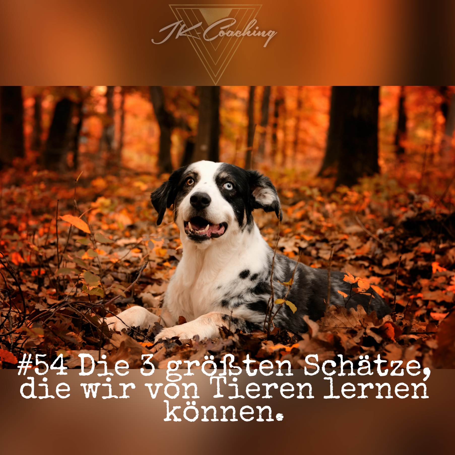 #54 Die 3 größten Schätze, die wir von Tieren lernen können episode artwork