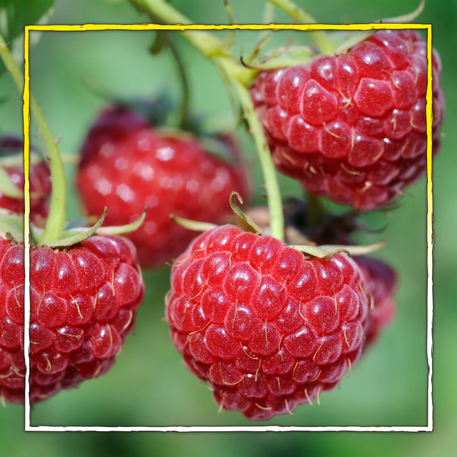 Alles voller Himbeeren