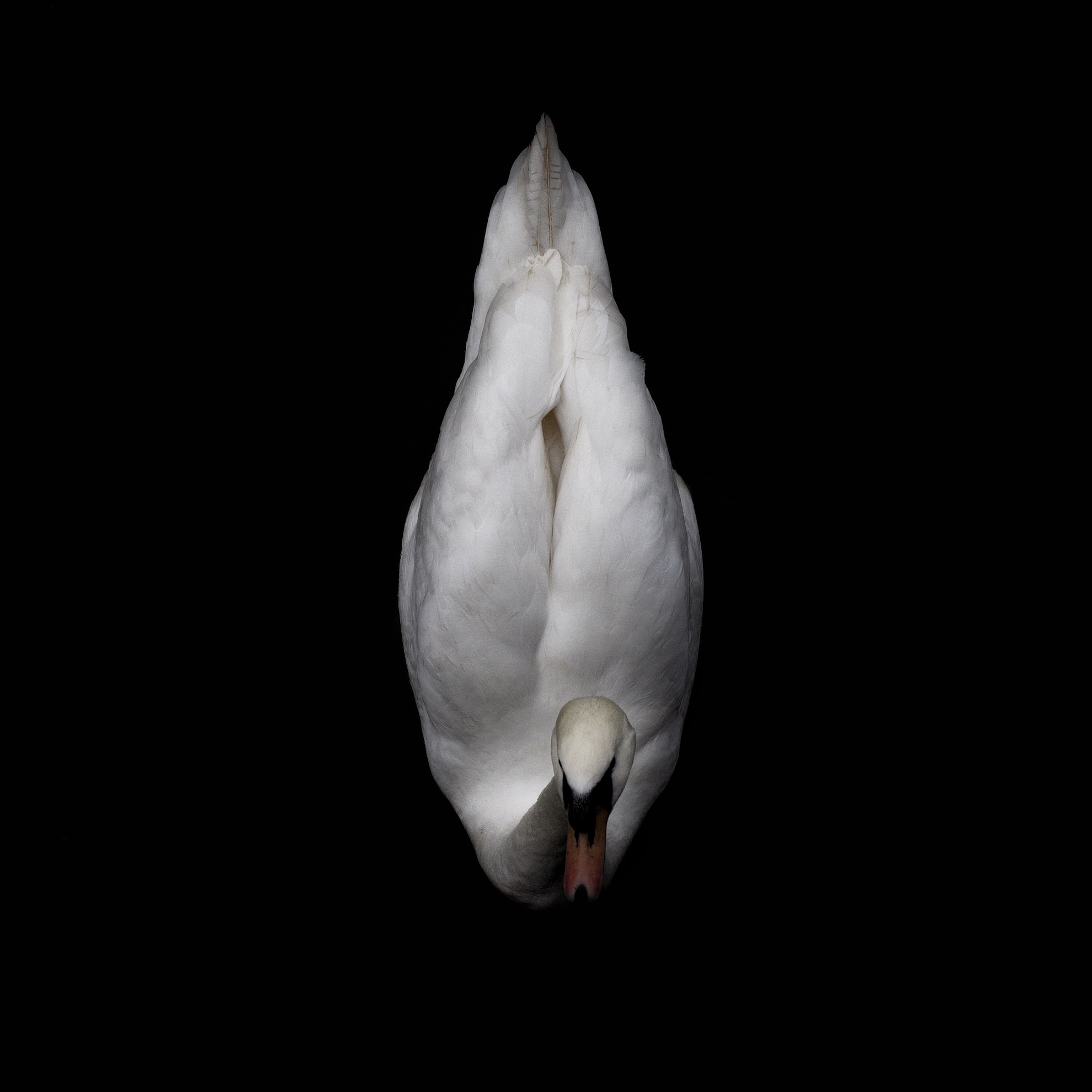 Tras las huellas de Siddharta - el cisne