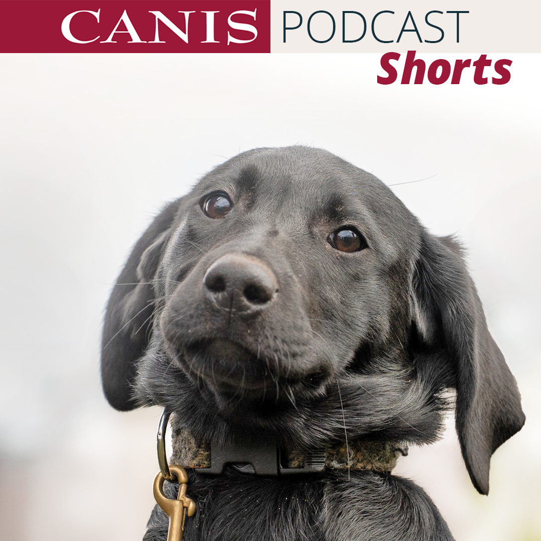 Der CANIS-Podcast – Hundeexpert:innen ausgefragt