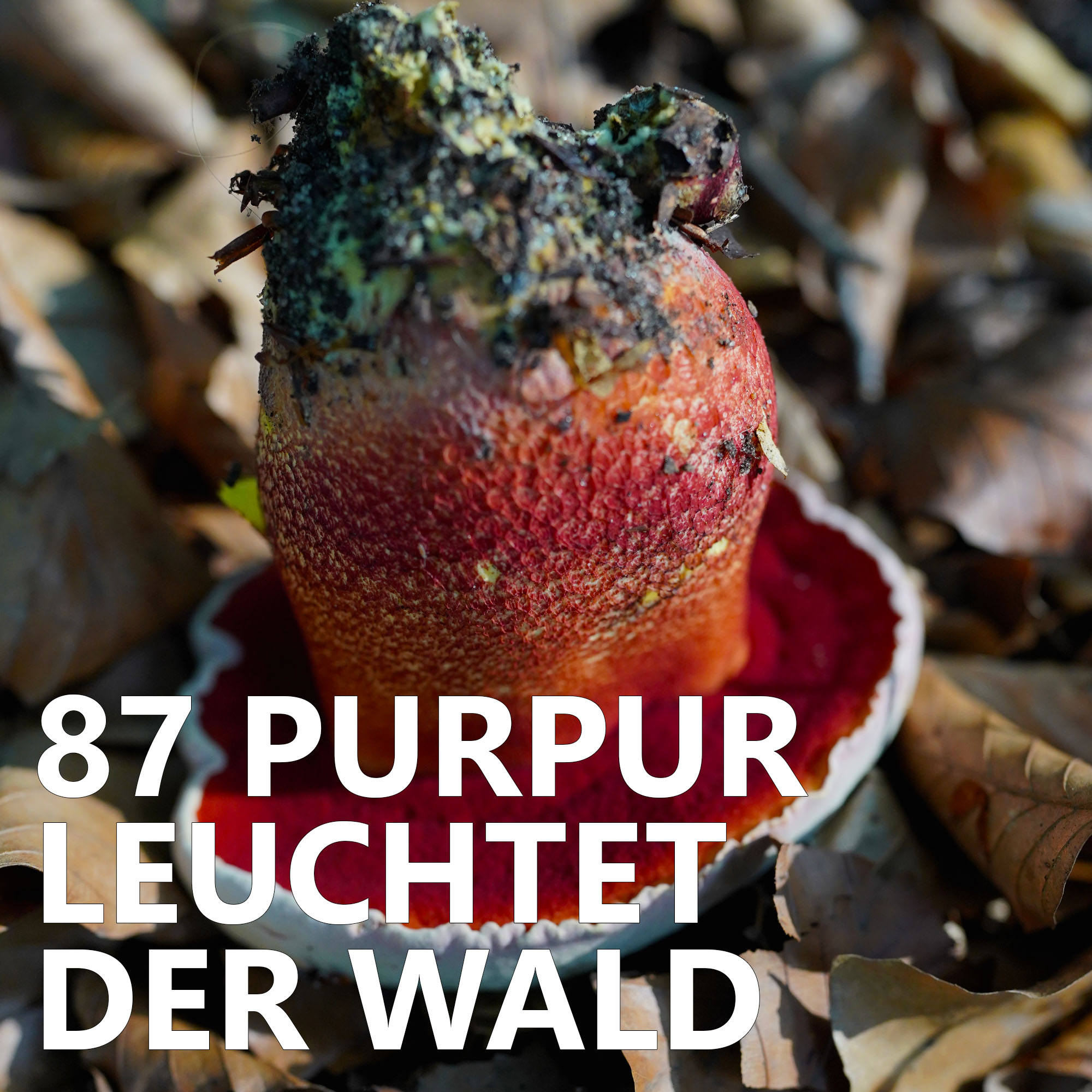 #87 Purpur leuchtet der Wald