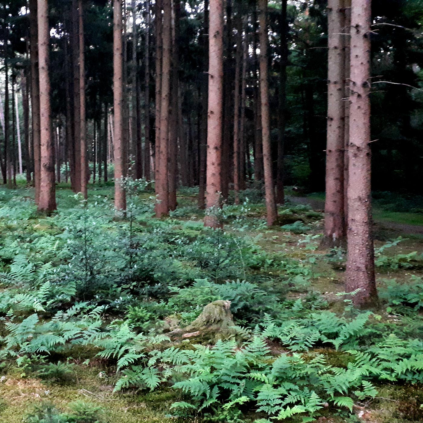 Das Reh springt hoch, das Reh springt weit...