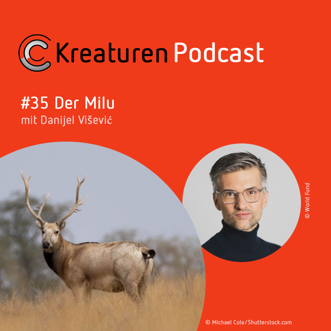 Kreaturen-Podcast – Folge 35: Der Milu mit Danijel Višević episode artwork